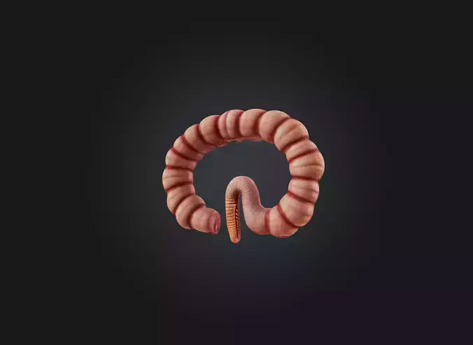 small intestine