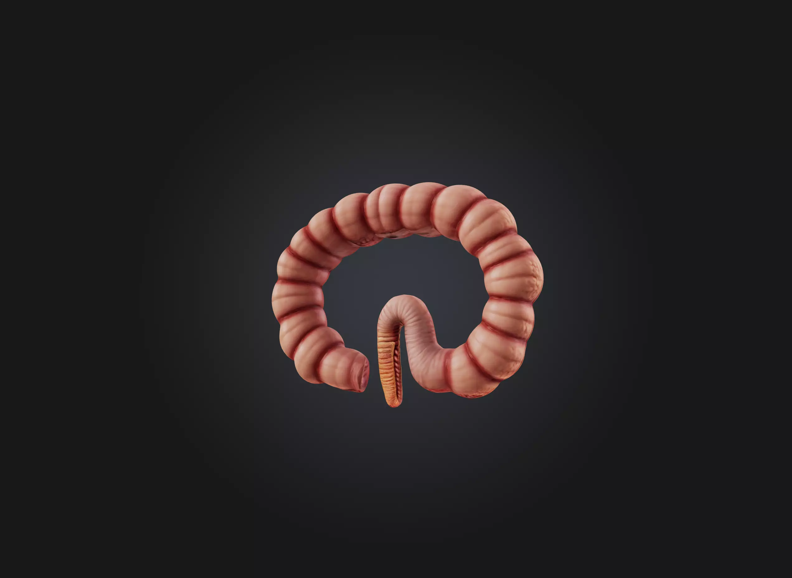small intestine Low-poly 3D model_0