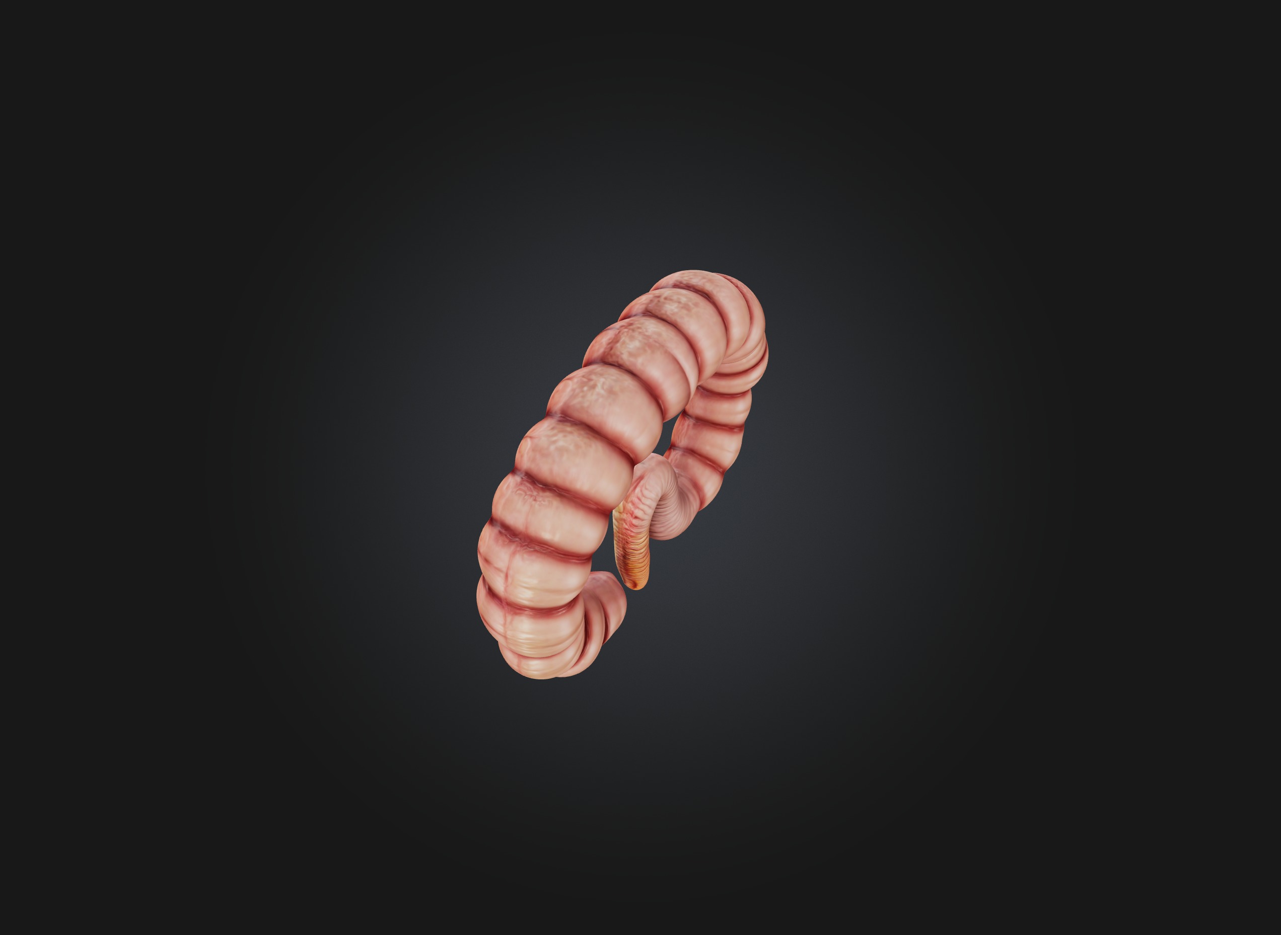 small intestine Low-poly 3D model_6