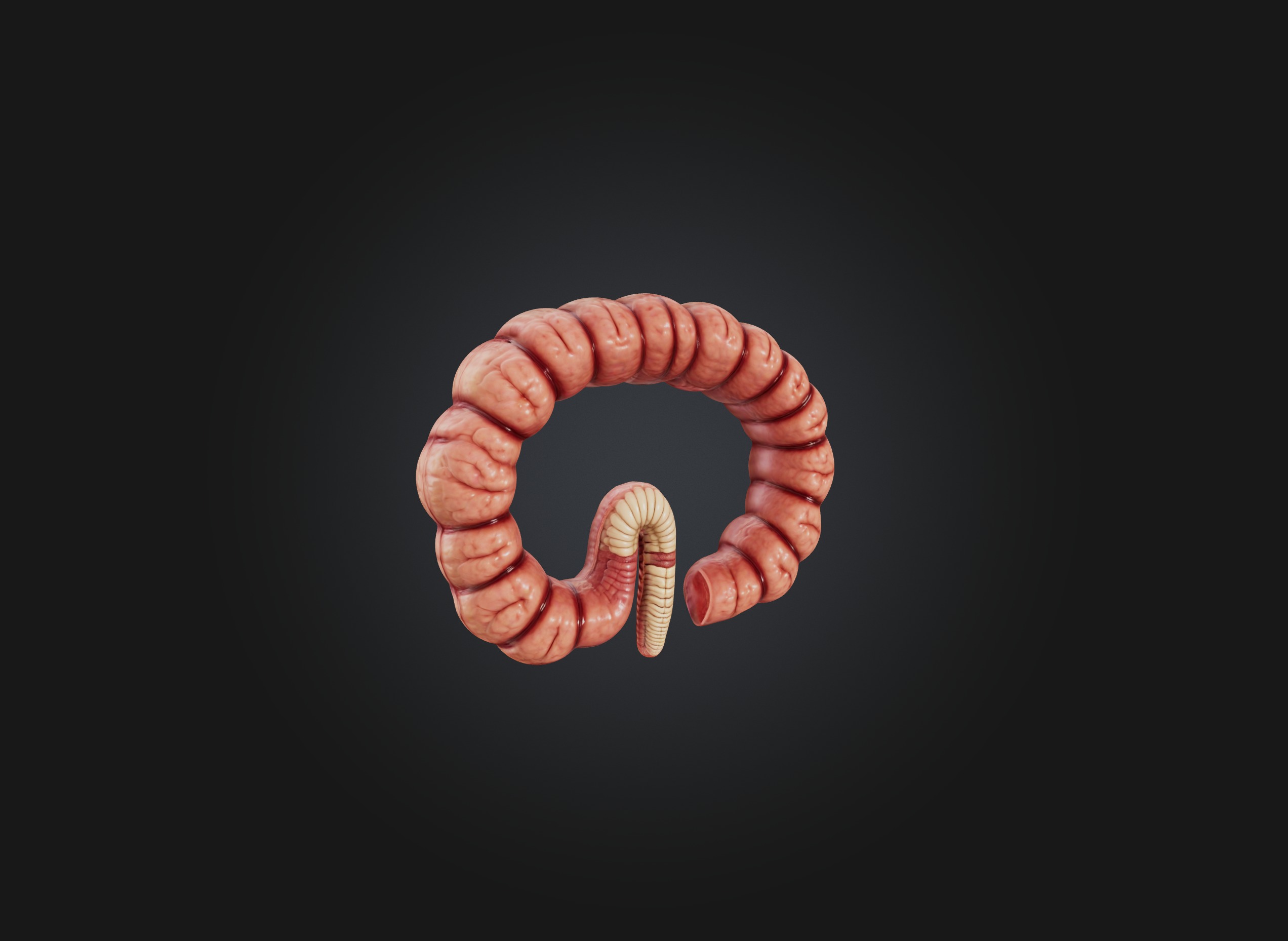 small intestine Low-poly 3D model_3