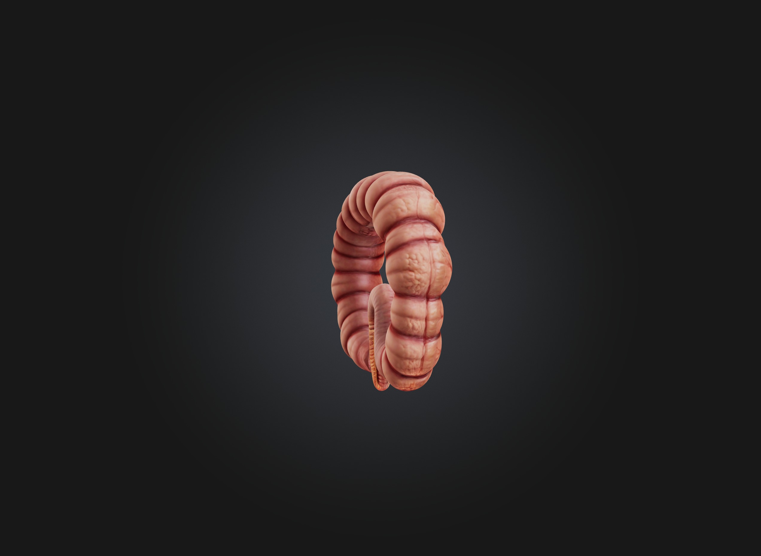 small intestine Low-poly 3D model_4