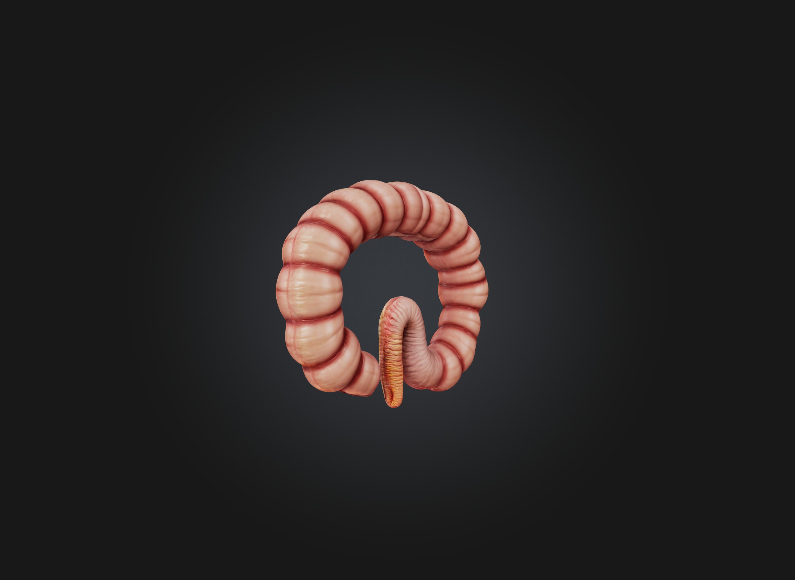 small intestine Low-poly 3D model_5