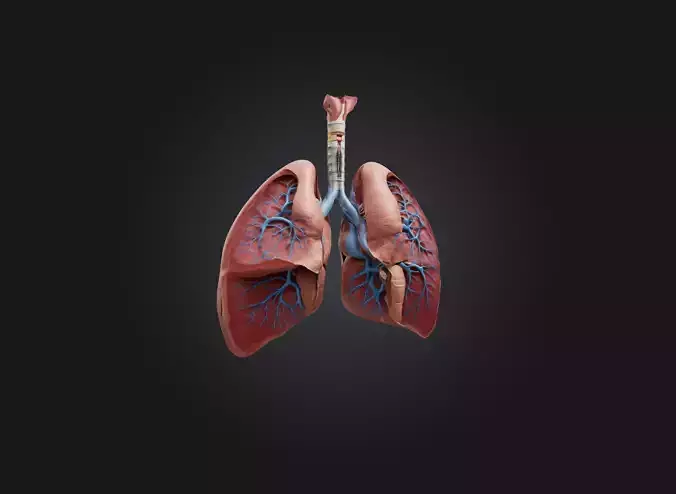 lung organ