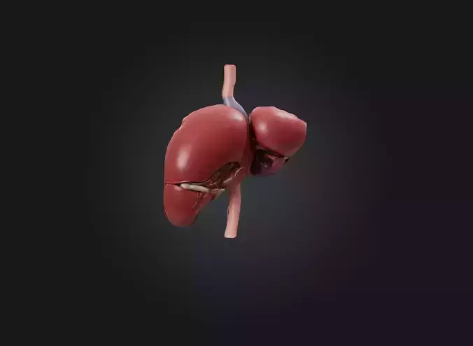 liver organ Low-poly 3D model