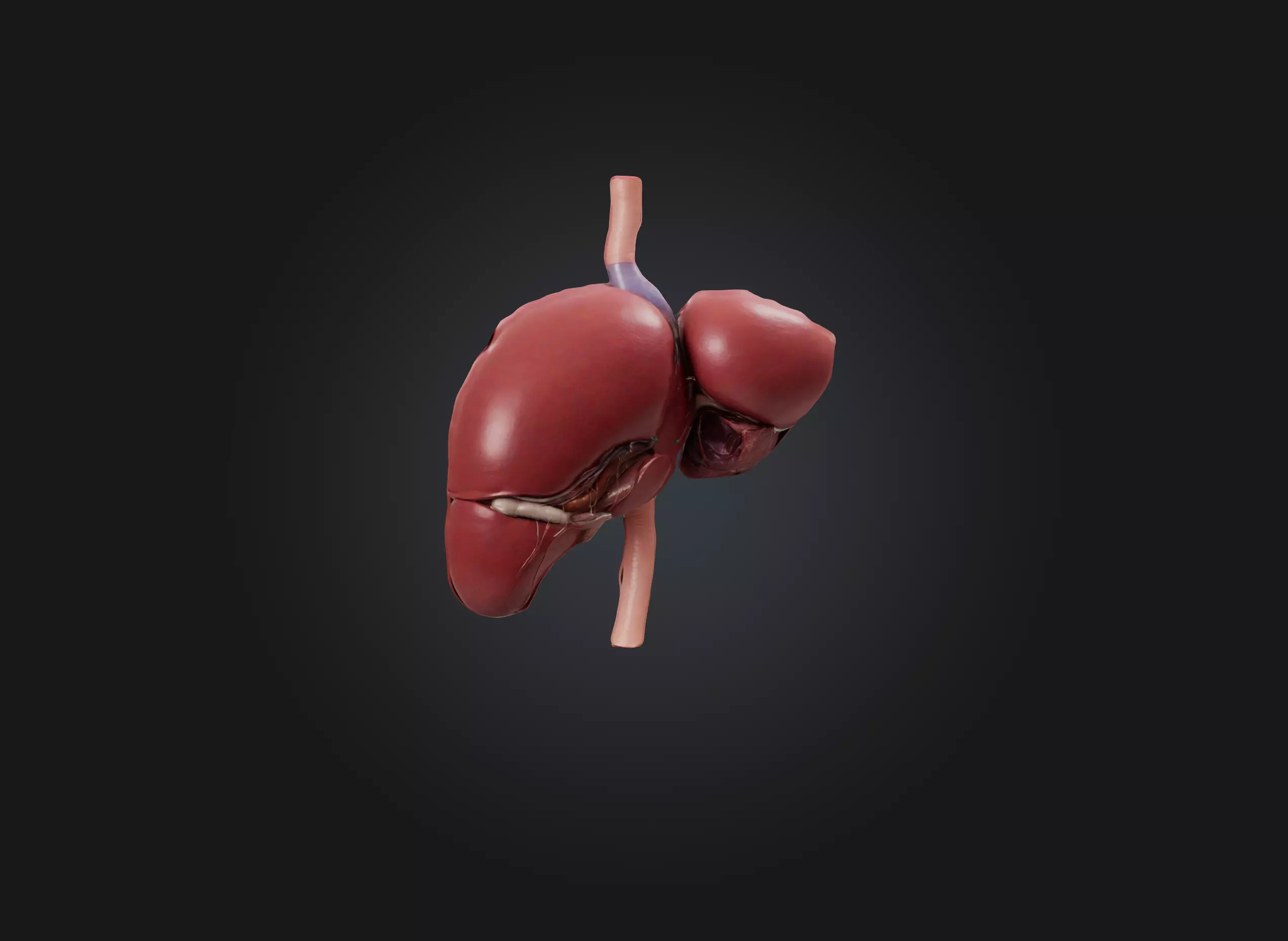 liver organ Low-poly 3D model_0