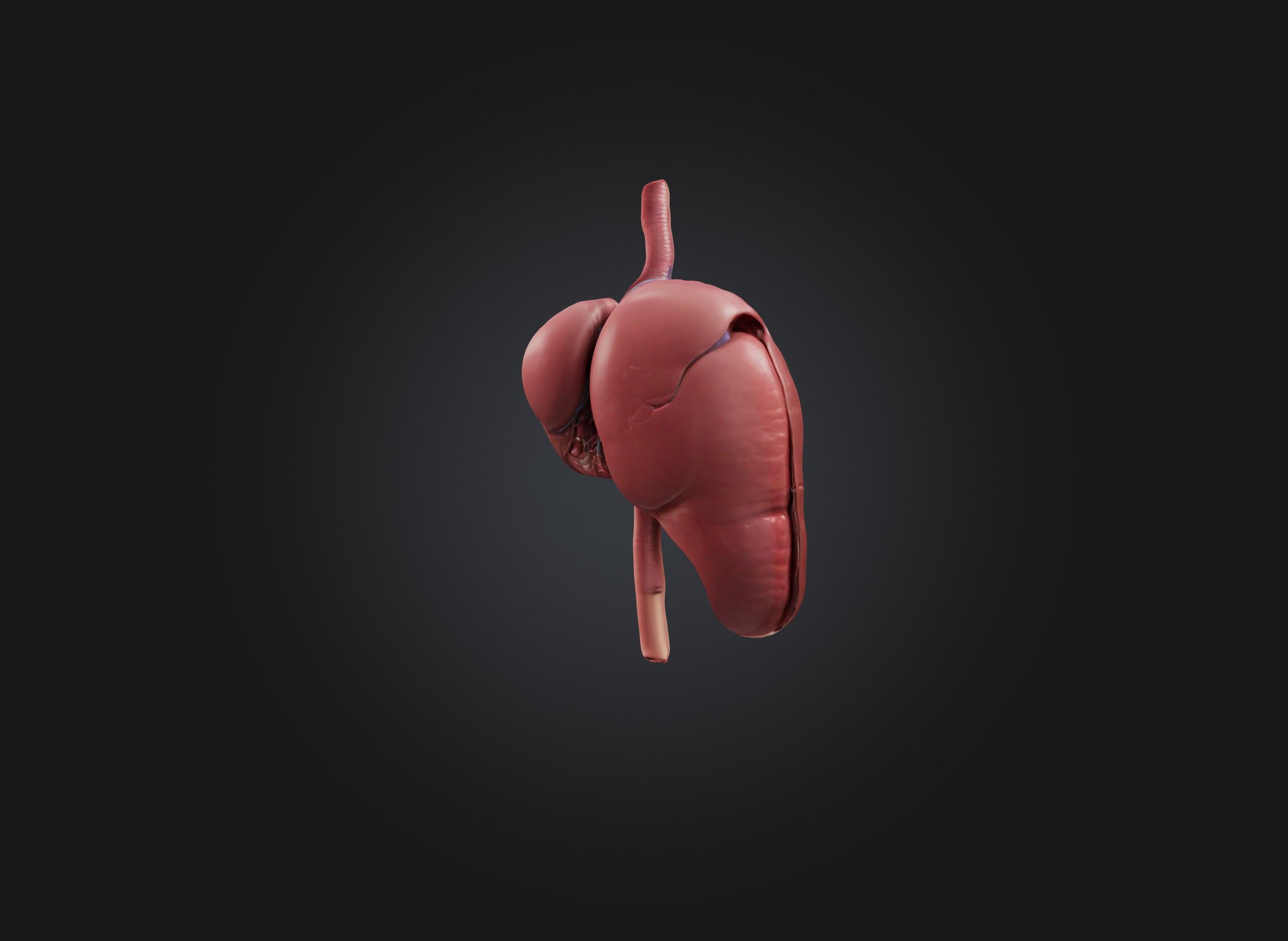 liver organ Low-poly 3D model_3