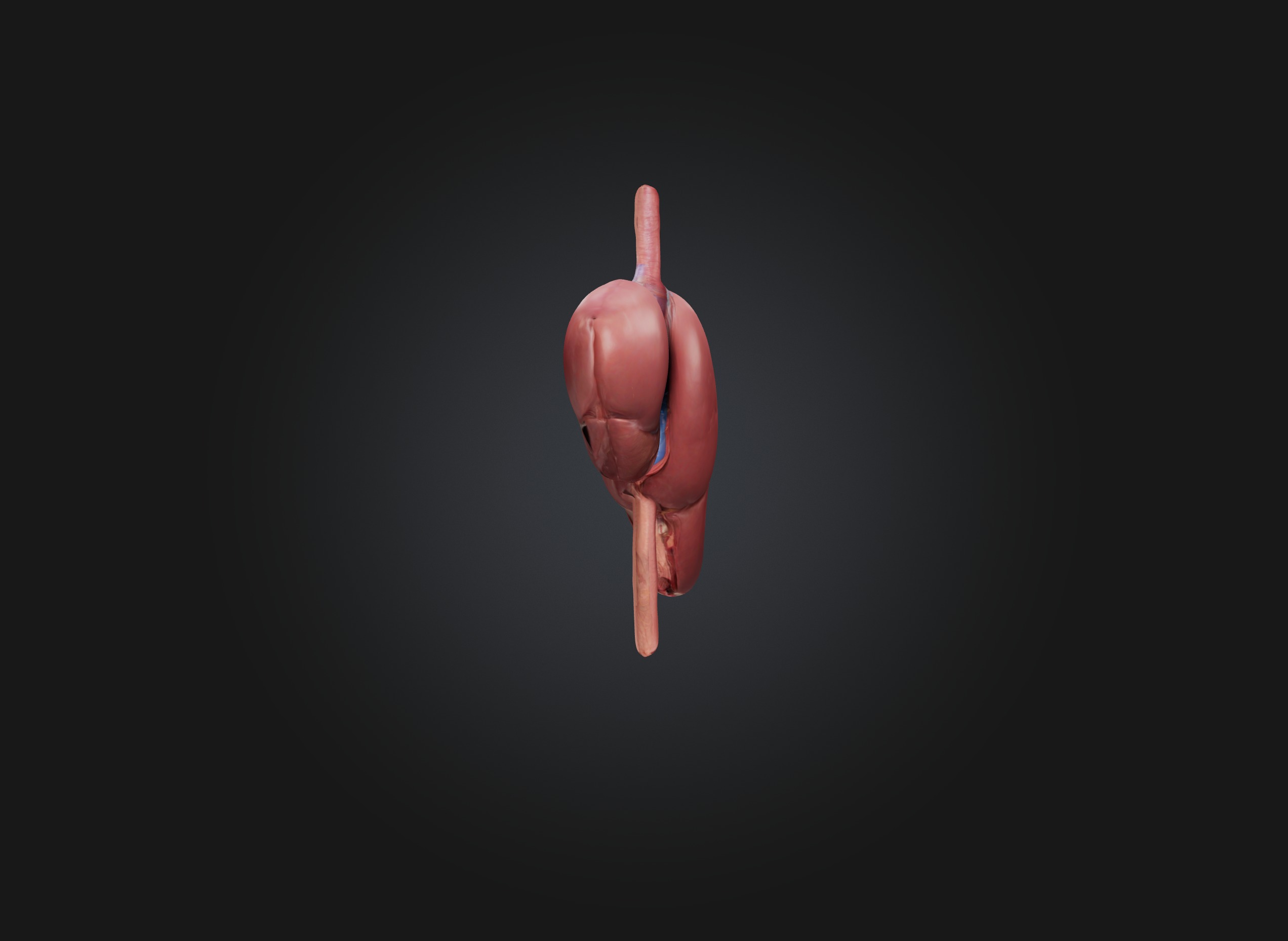liver organ Low-poly 3D model_5