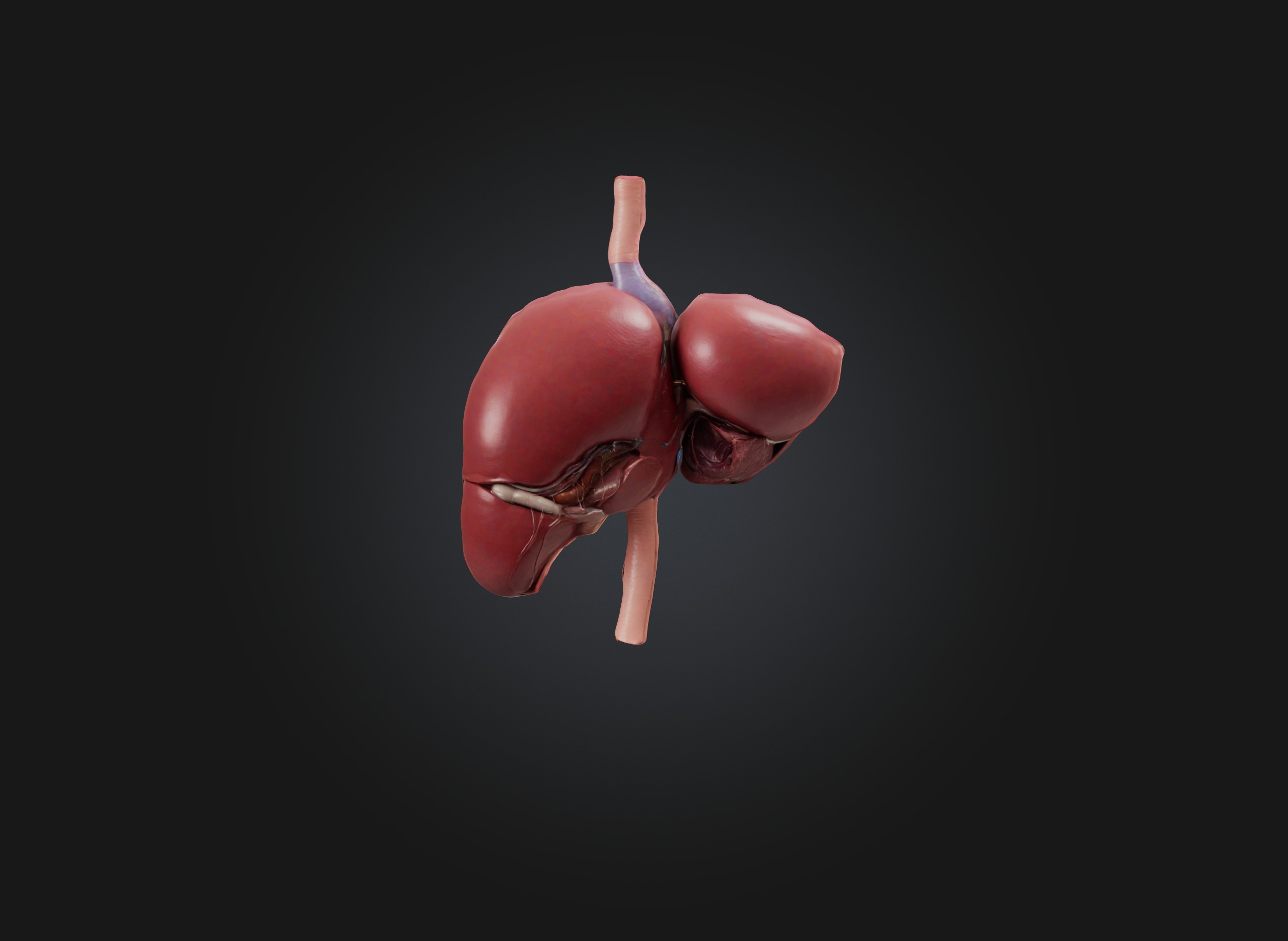 liver organ Low-poly 3D model_7