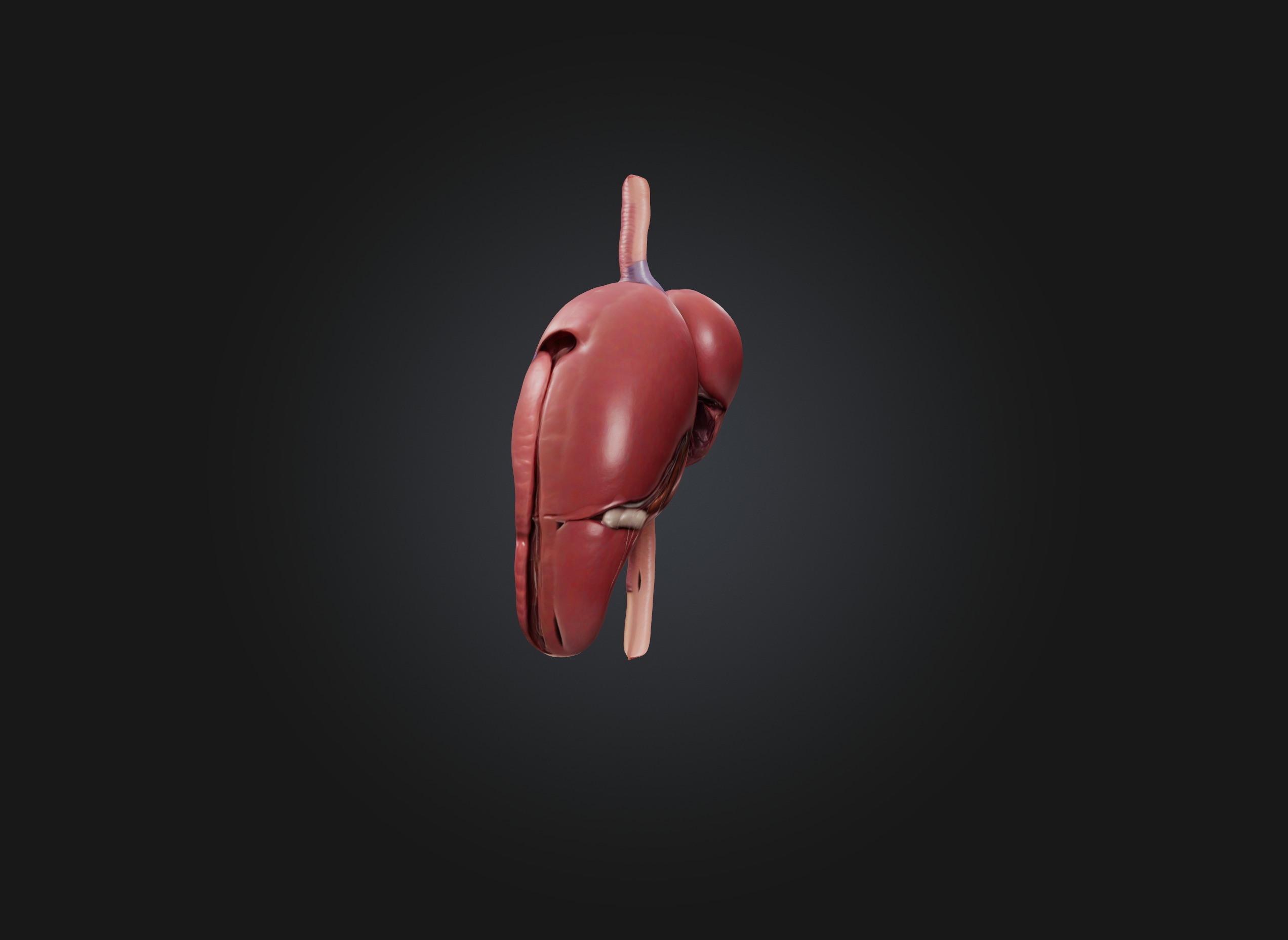 liver organ Low-poly 3D model_2
