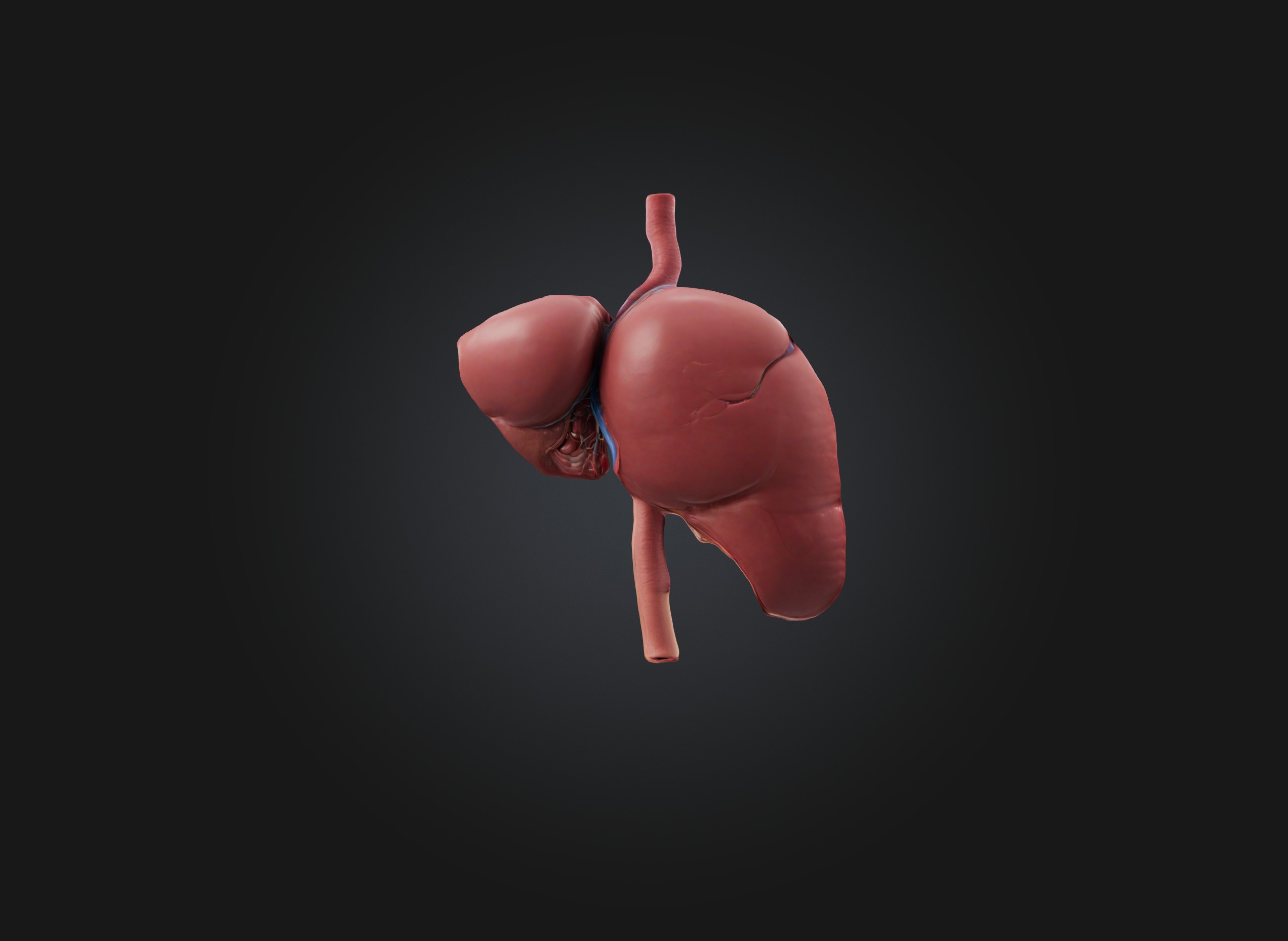 liver organ Low-poly 3D model_4