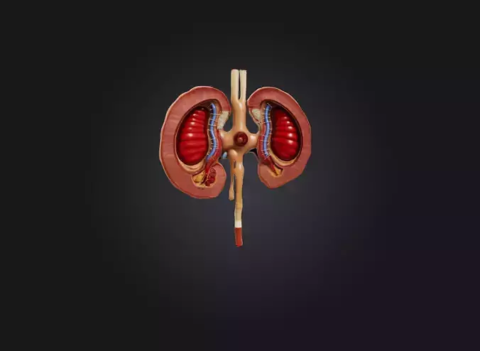 kidney organ Low-poly 3D model