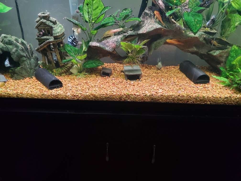 Plecostomus and Hypancistrus Breeding cave 6 inch version 3D print model_6