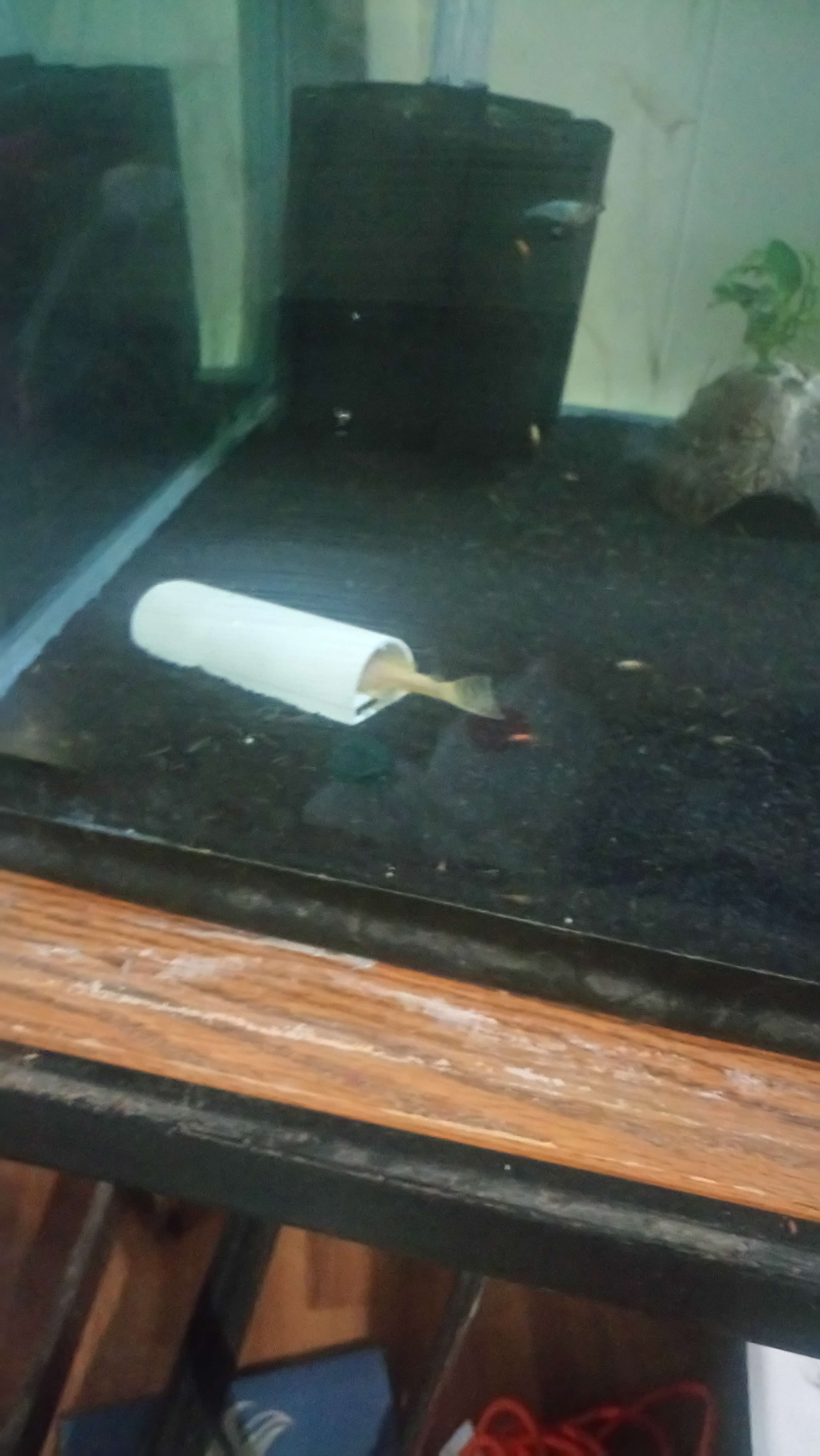 Plecostomus and Hypancistrus Breeding cave 6 inch version 3D print model_3