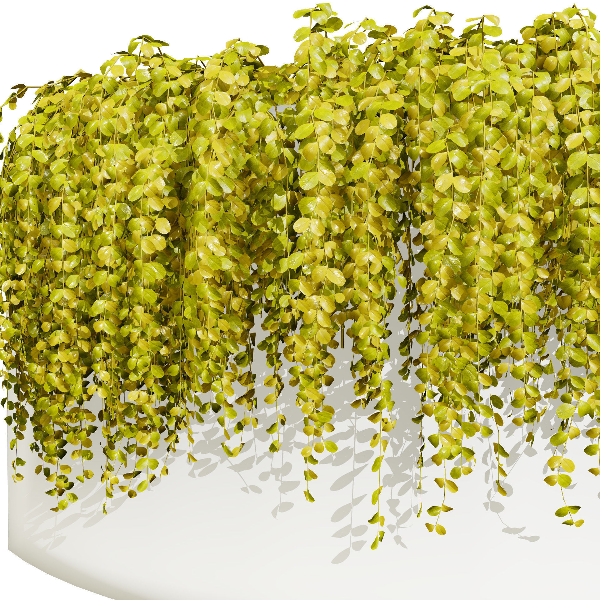 Golden Trio Plants Low-poly 3D model_4