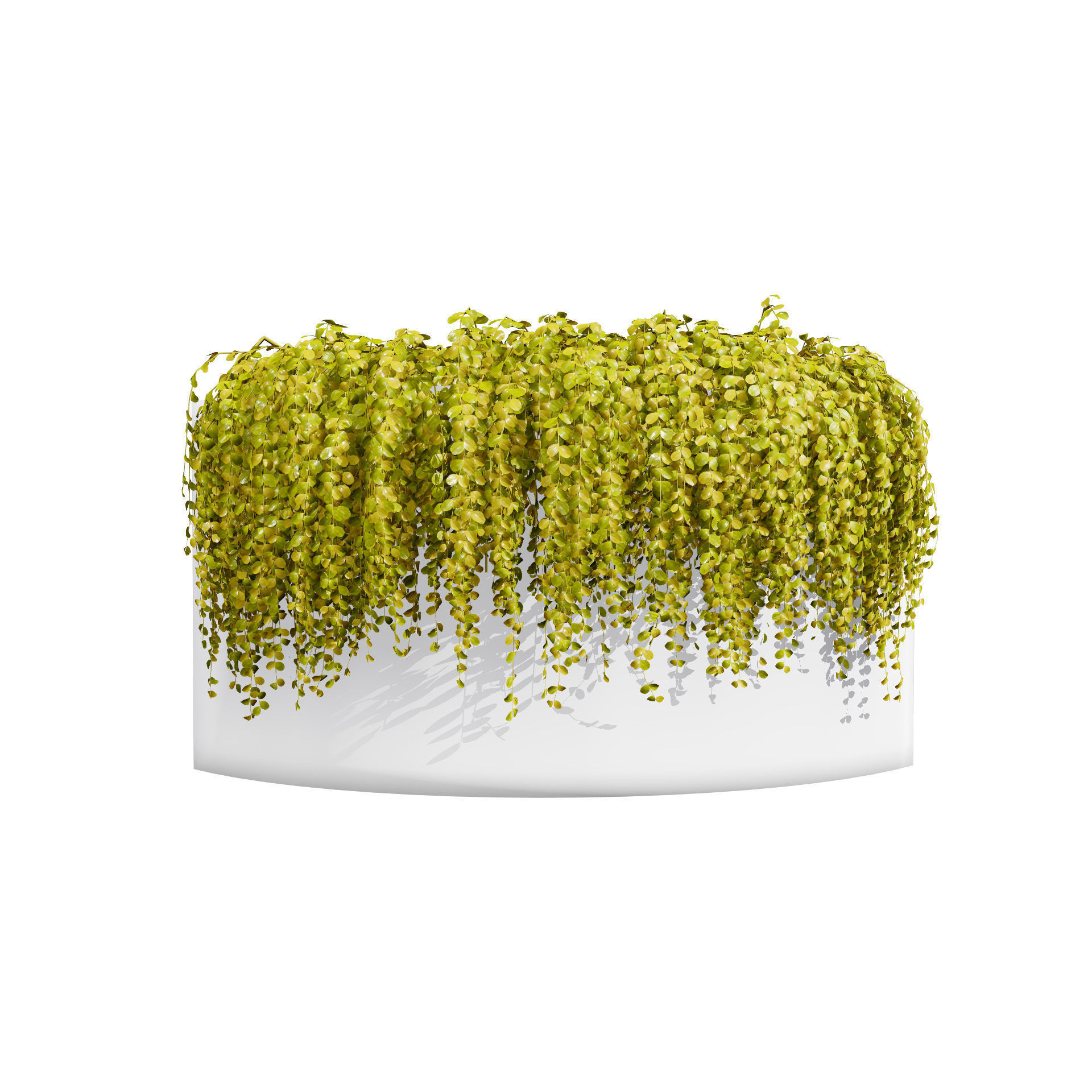 Golden Trio Plants Low-poly 3D model_7