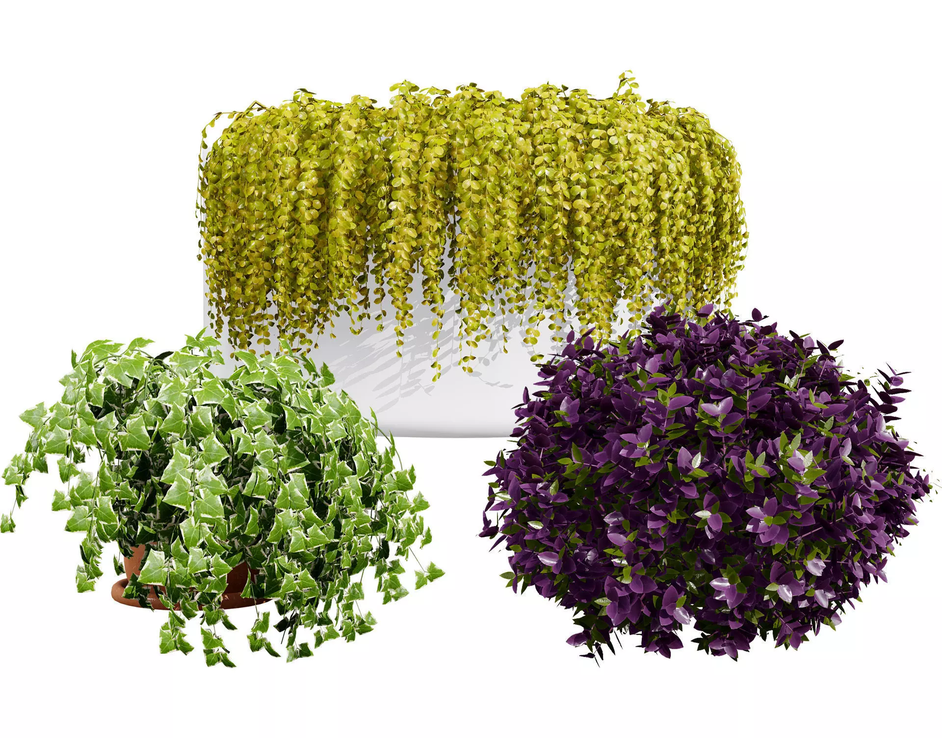 Golden Trio Plants Low-poly 3D model_0