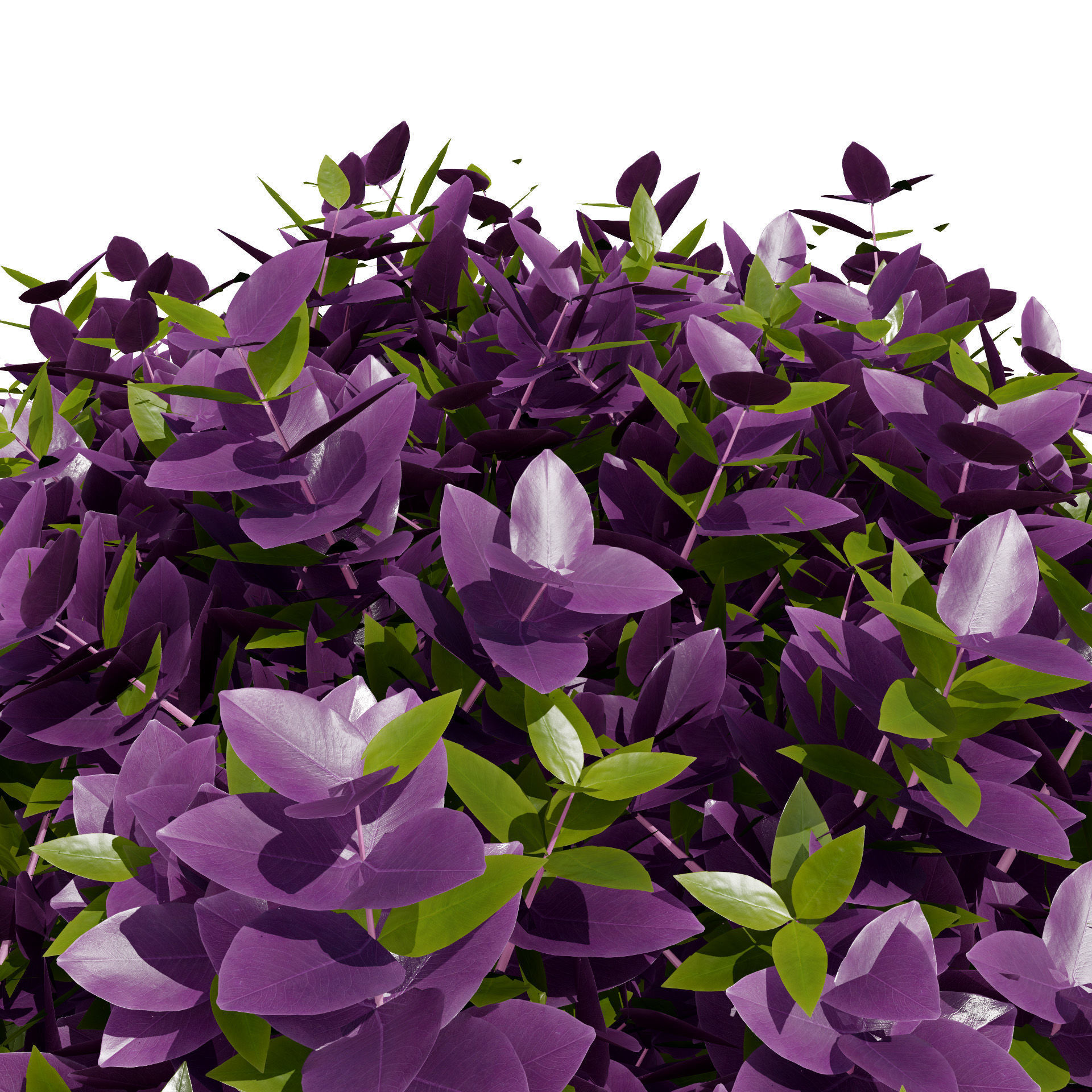 Golden Trio Plants Low-poly 3D model_3