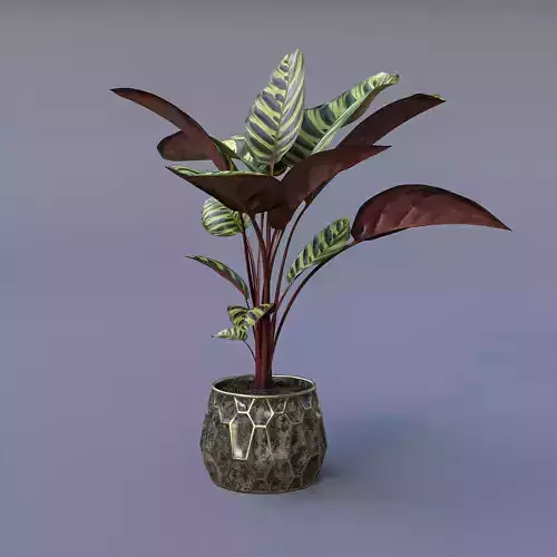 Calathea Plant 3D model
