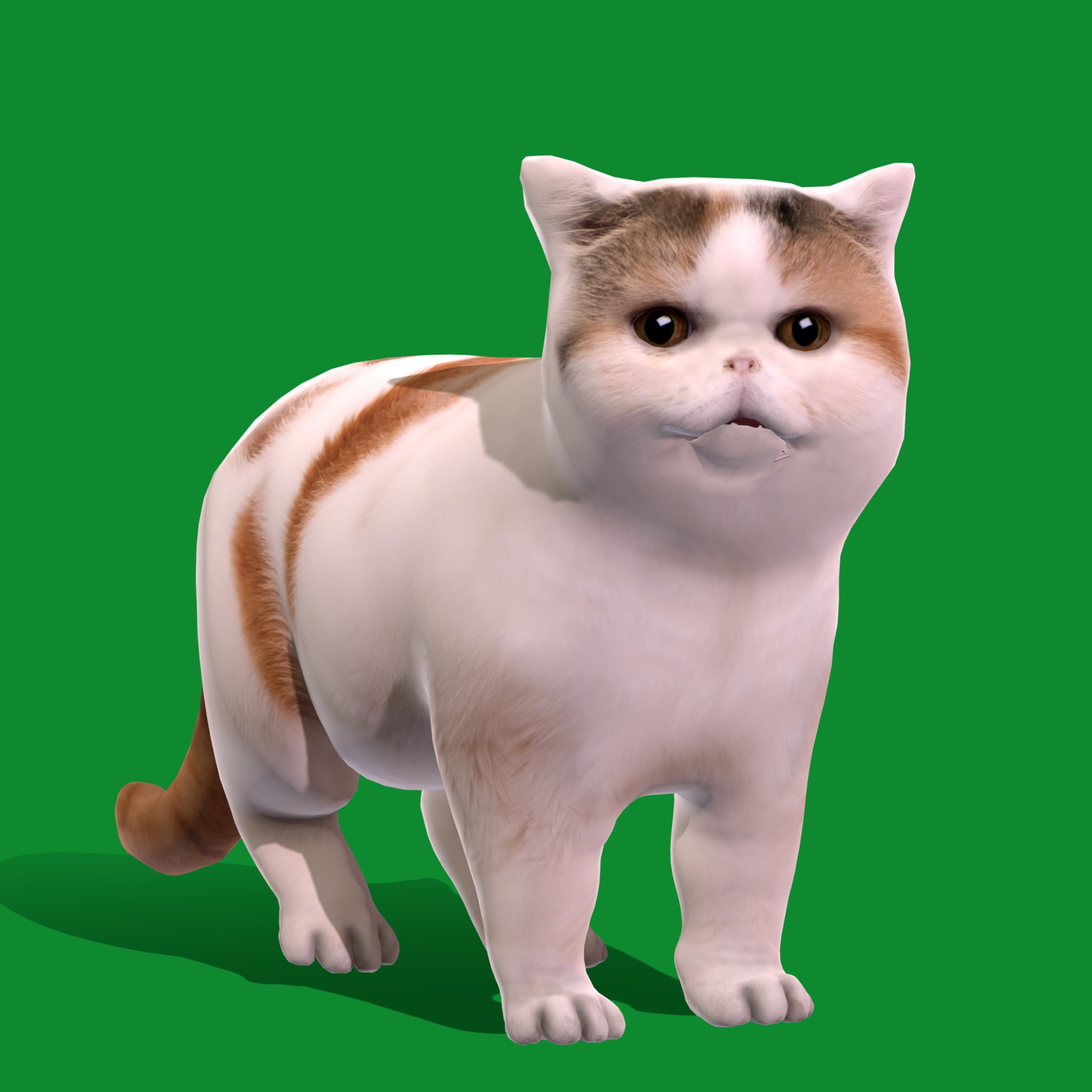 Exotic Shorthair Cat Low-poly 3D model_25