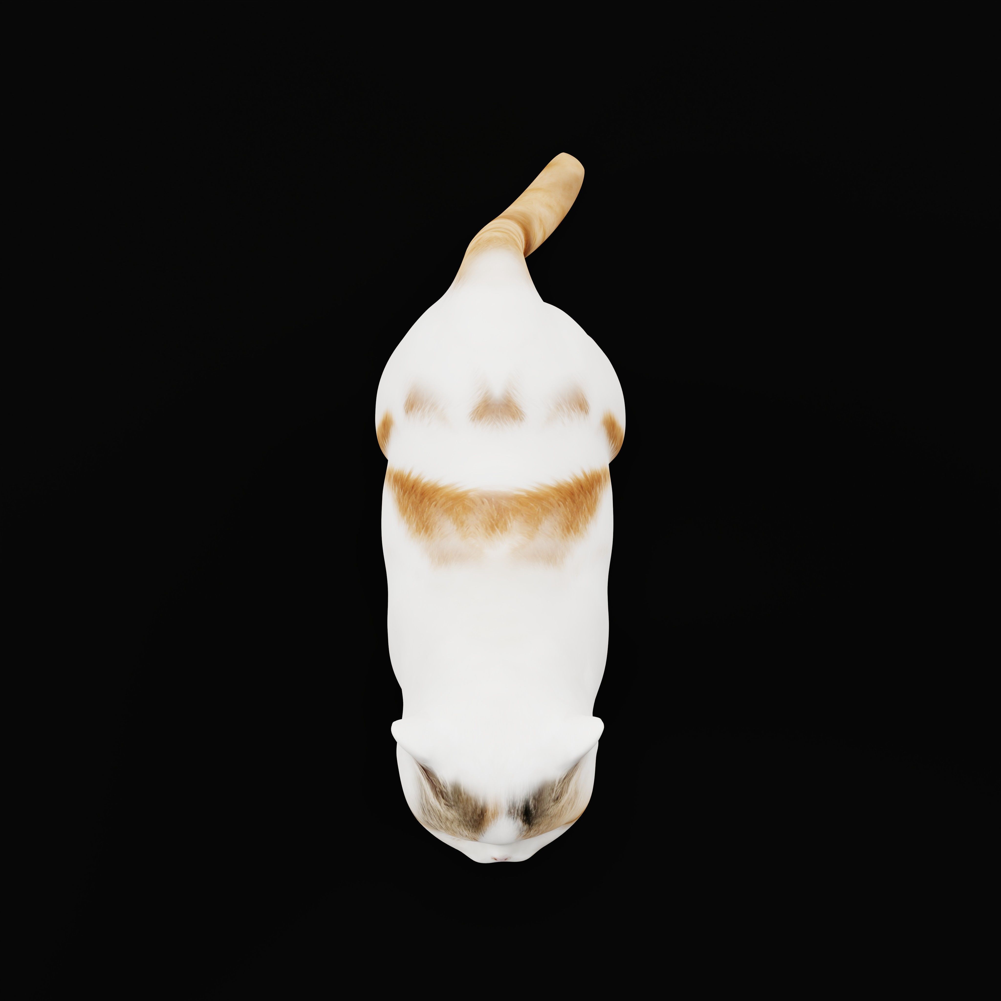 Exotic Shorthair Cat Low-poly 3D model_38