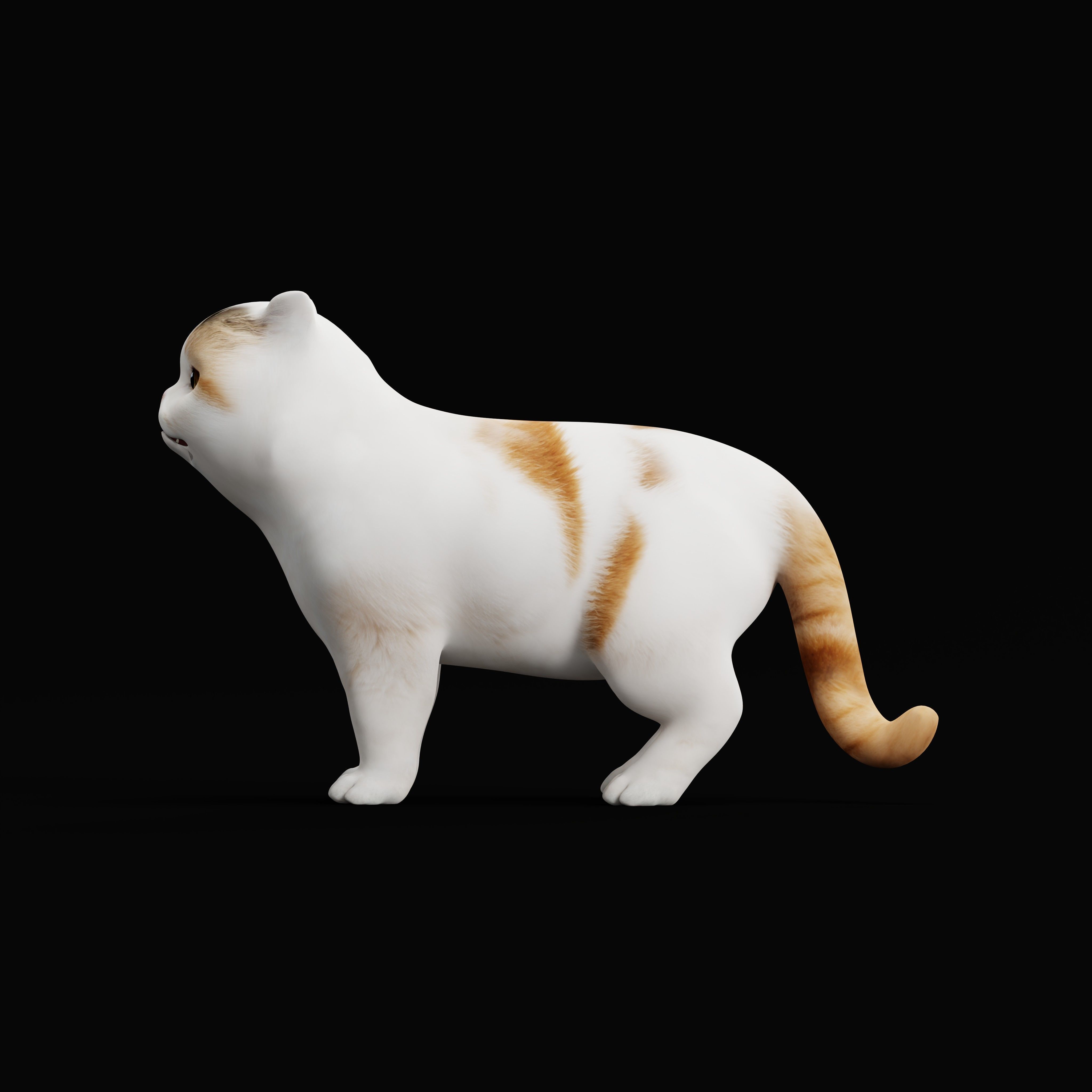Exotic Shorthair Cat Low-poly 3D model_37