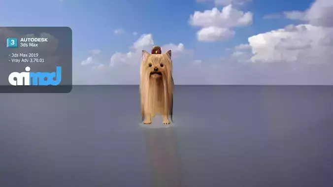 Yorkshire Terrier Dog