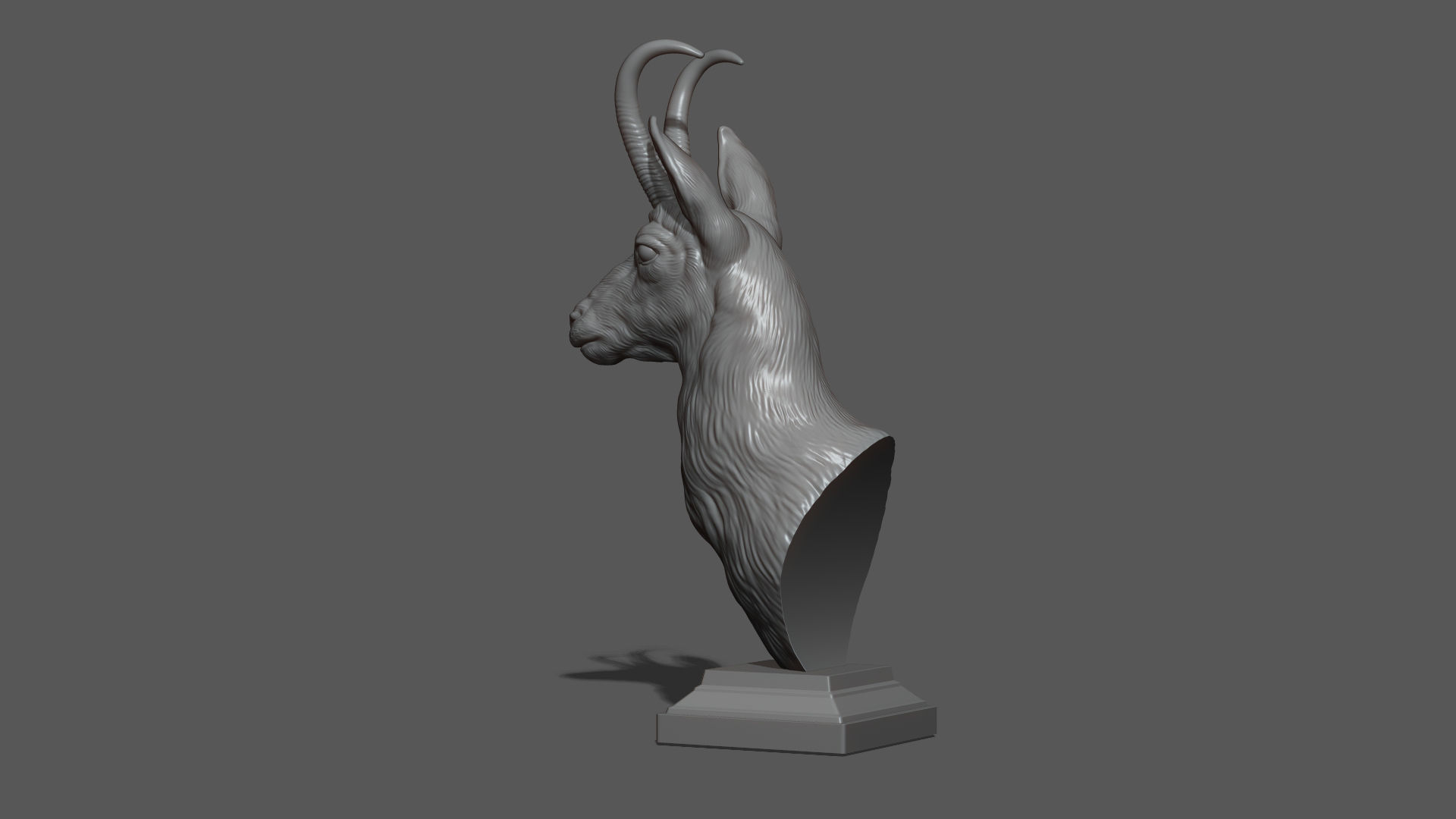 Alpine chamois bust 3D print model_18