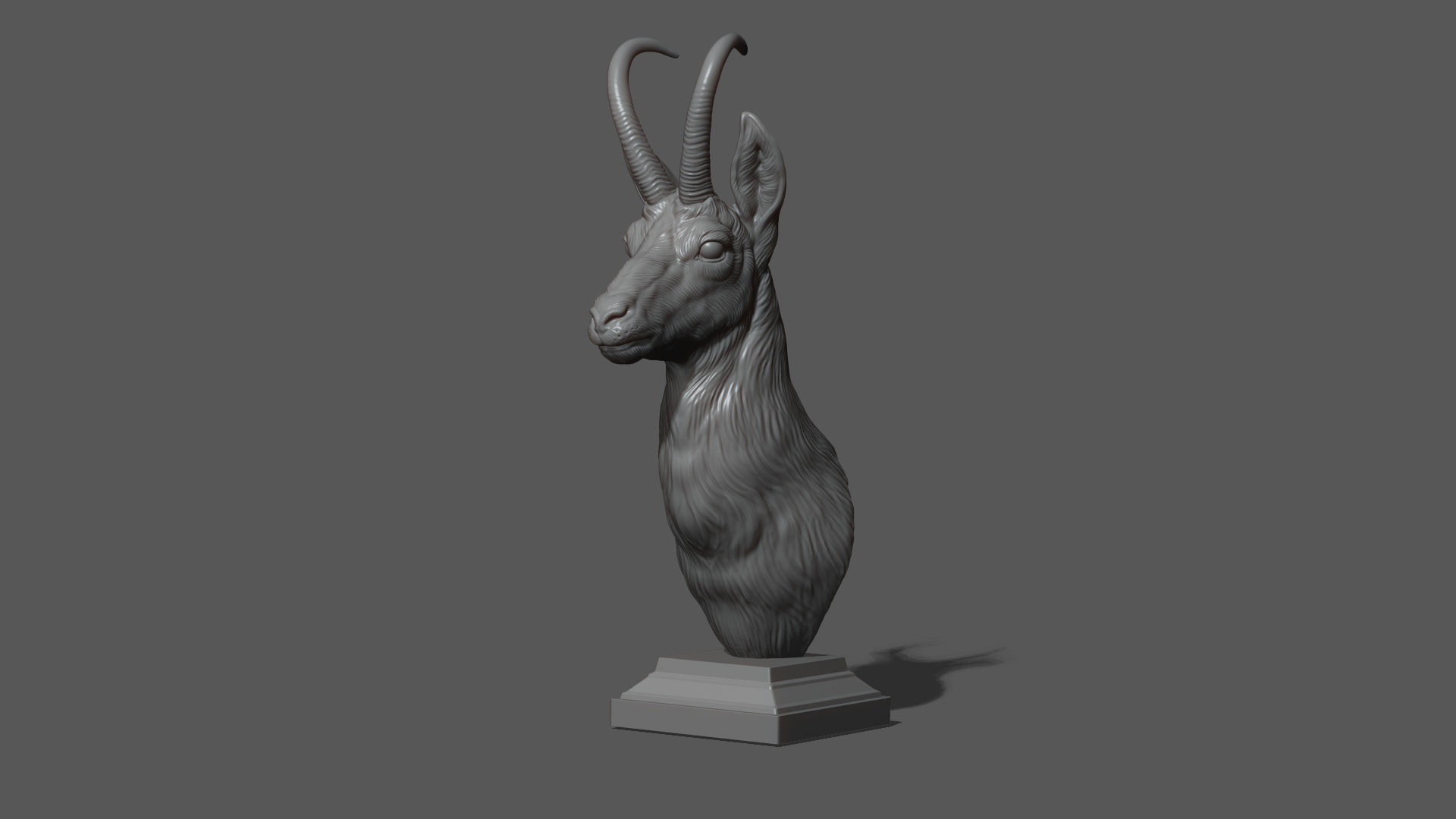 Alpine chamois bust 3D print model_17
