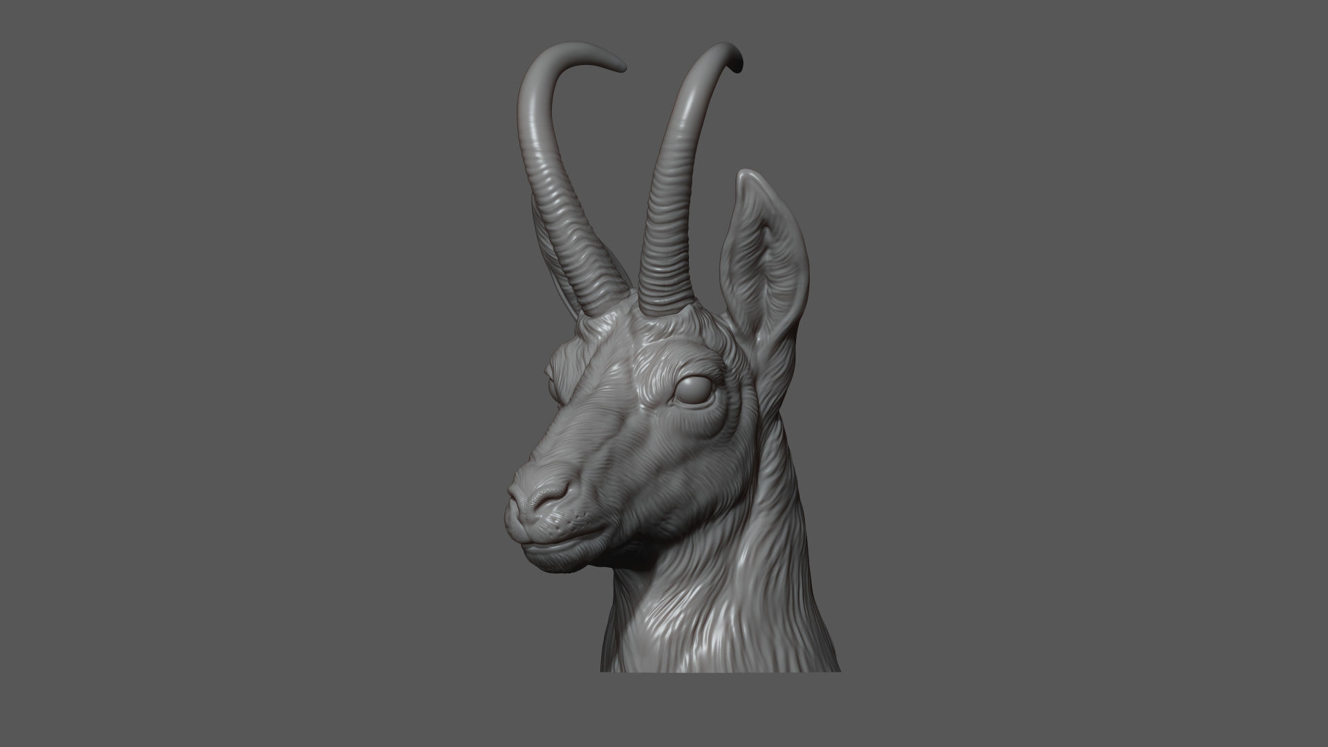 Alpine chamois bust 3D print model_11