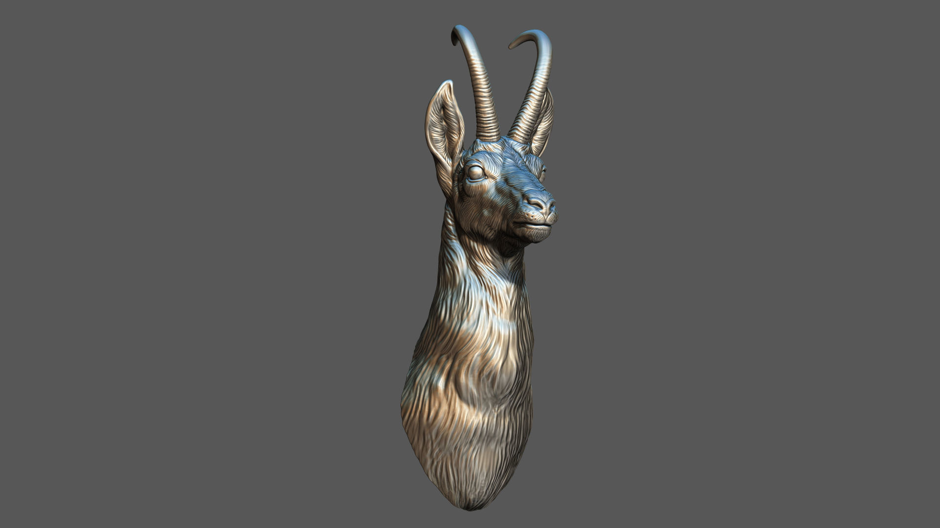 Alpine chamois bust 3D print model_4