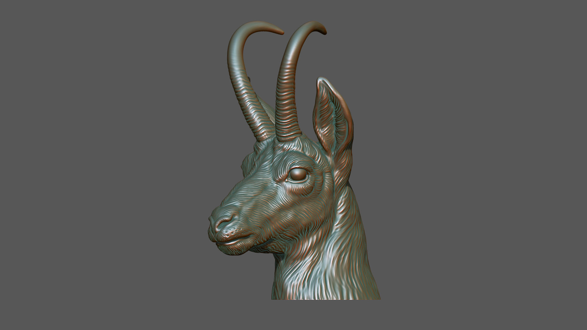 Alpine chamois bust 3D print model_13