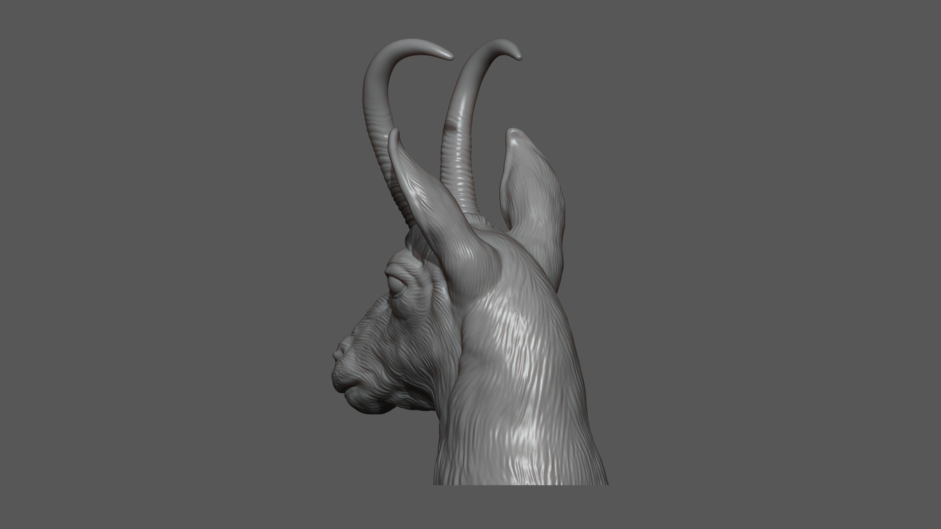 Alpine chamois bust 3D print model_10