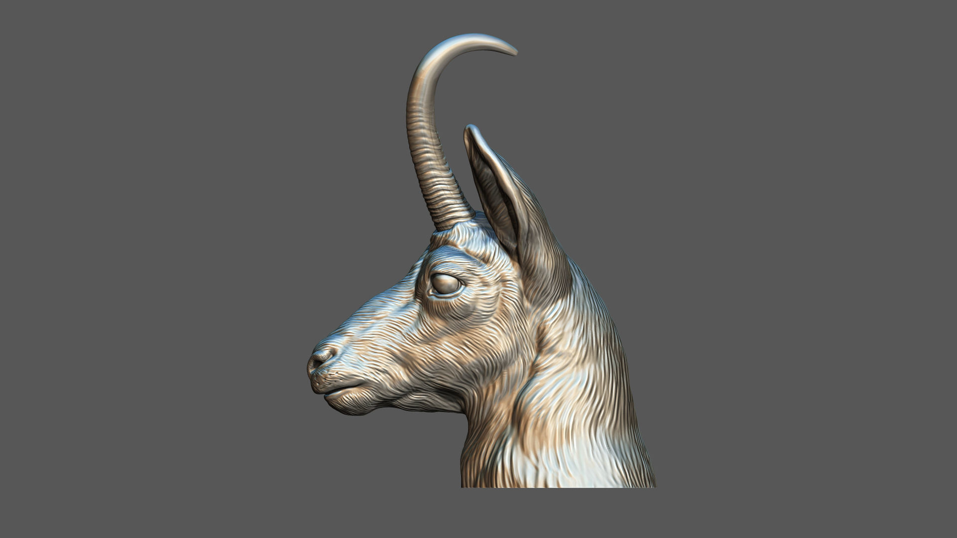Alpine chamois bust 3D print model_14