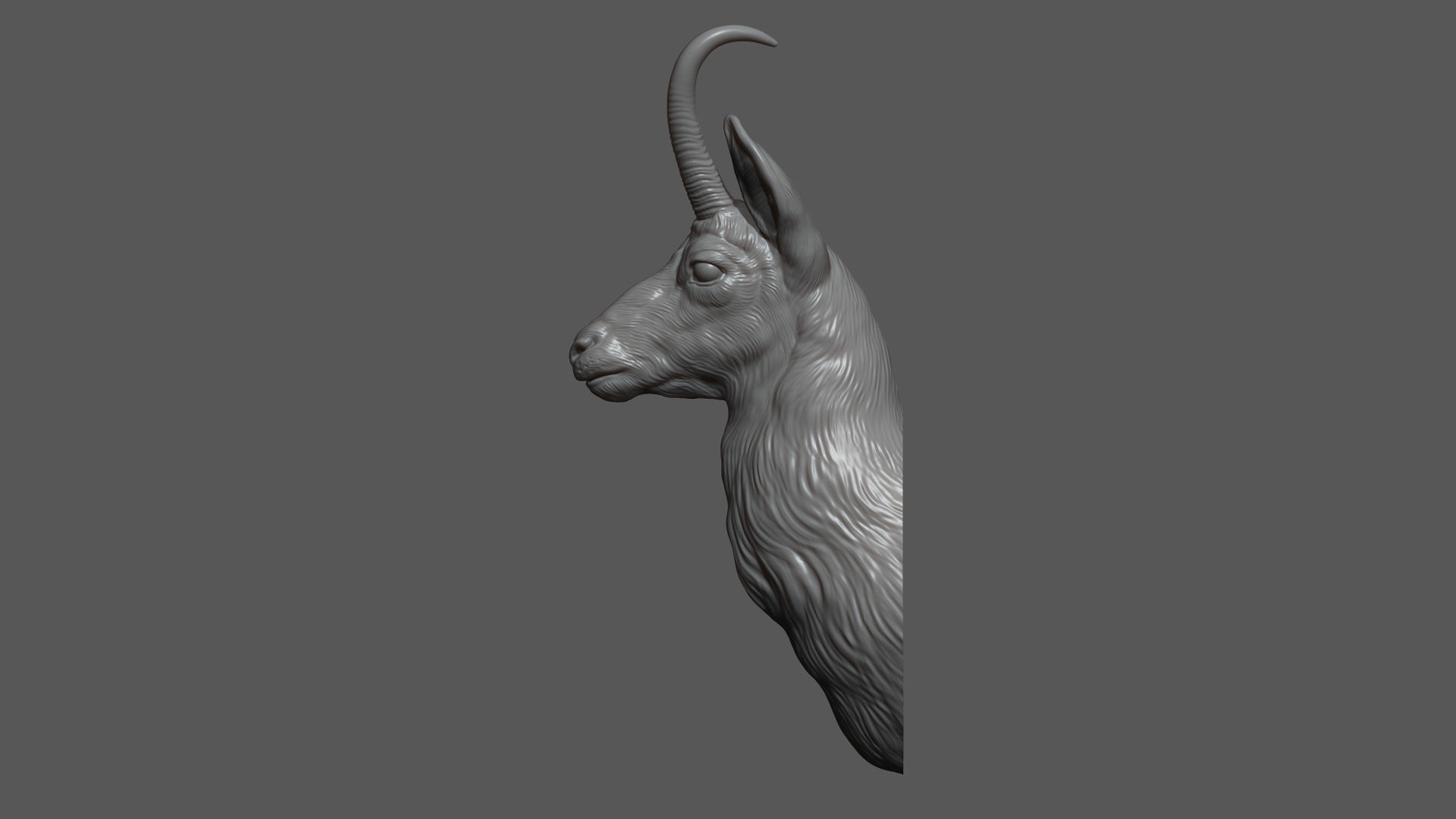 Alpine chamois bust 3D print model_8