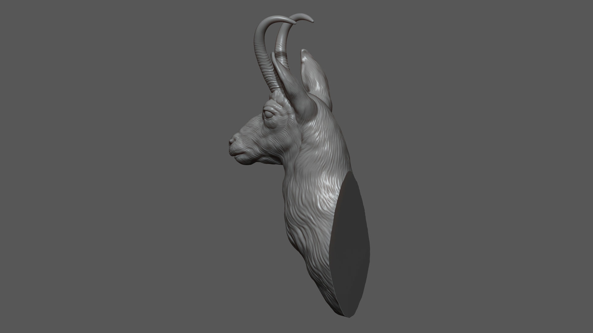 Alpine chamois bust 3D print model_6