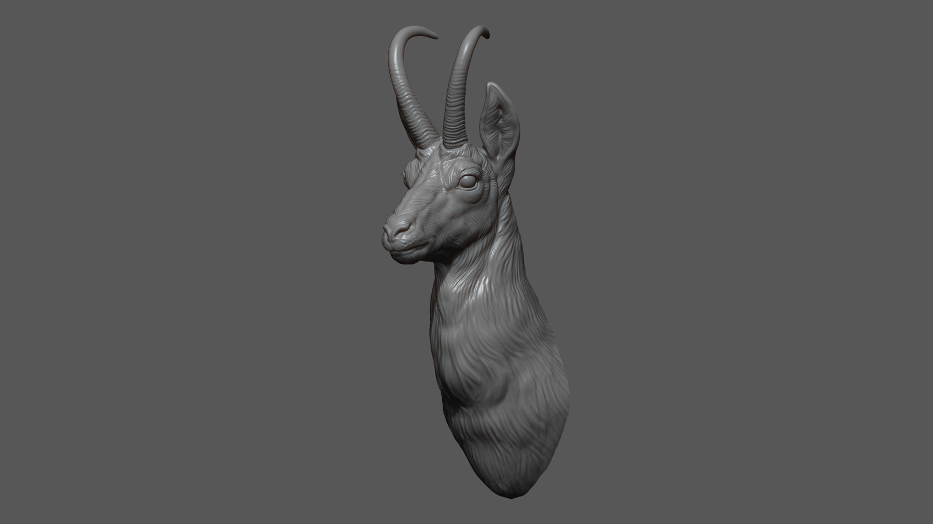 Alpine chamois bust 3D print model_12
