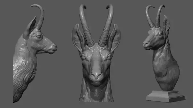 Alpine chamois bust 3D print model