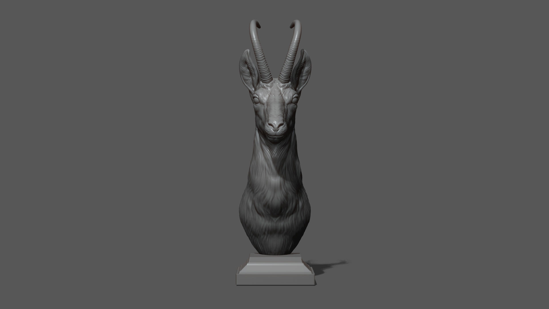 Alpine chamois bust 3D print model_16