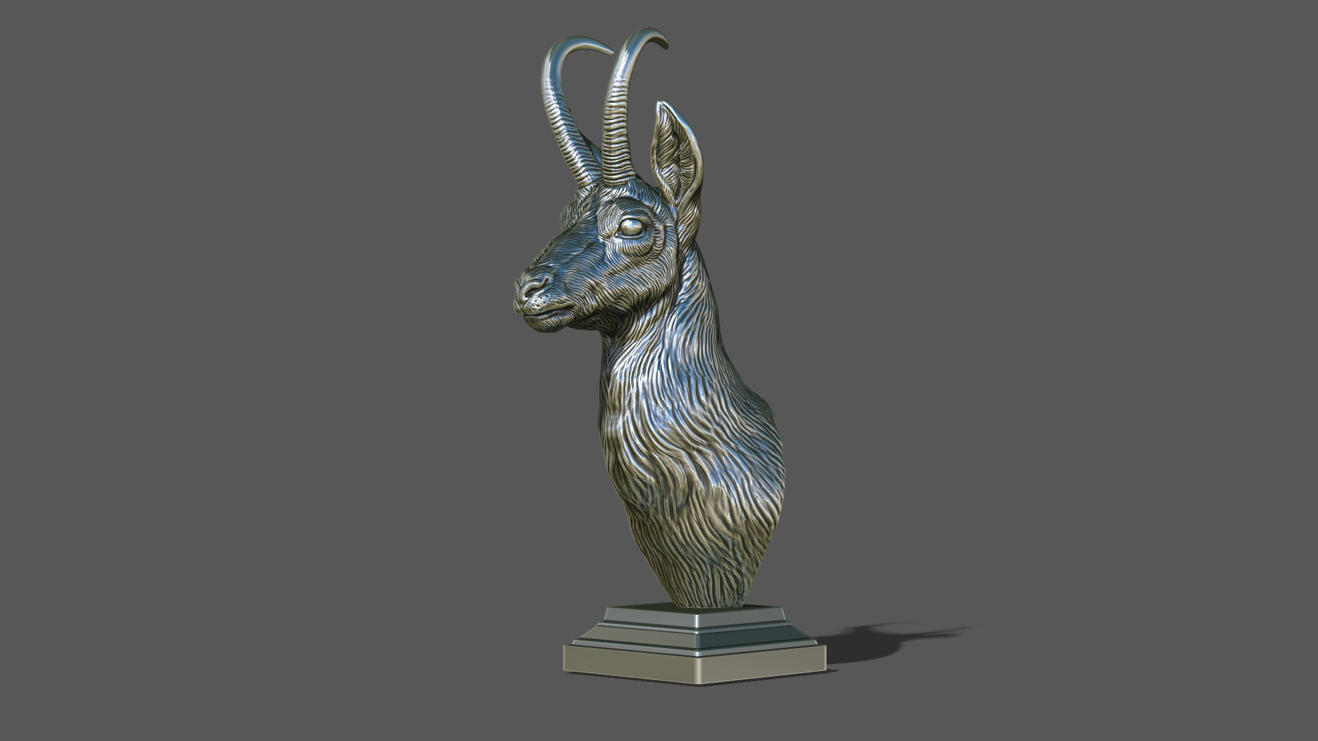 Alpine chamois bust 3D print model_21