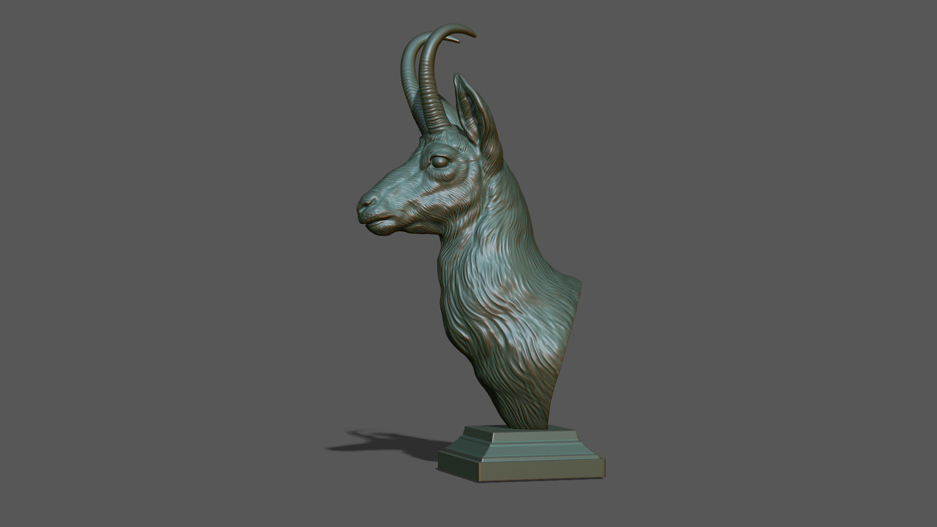 Alpine chamois bust 3D print model_20