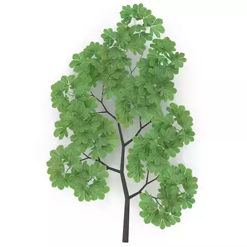 Horsechestnut Branch V1 