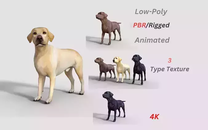 Labrador Retriever Dog Rigged Animated Low-poly 3D model