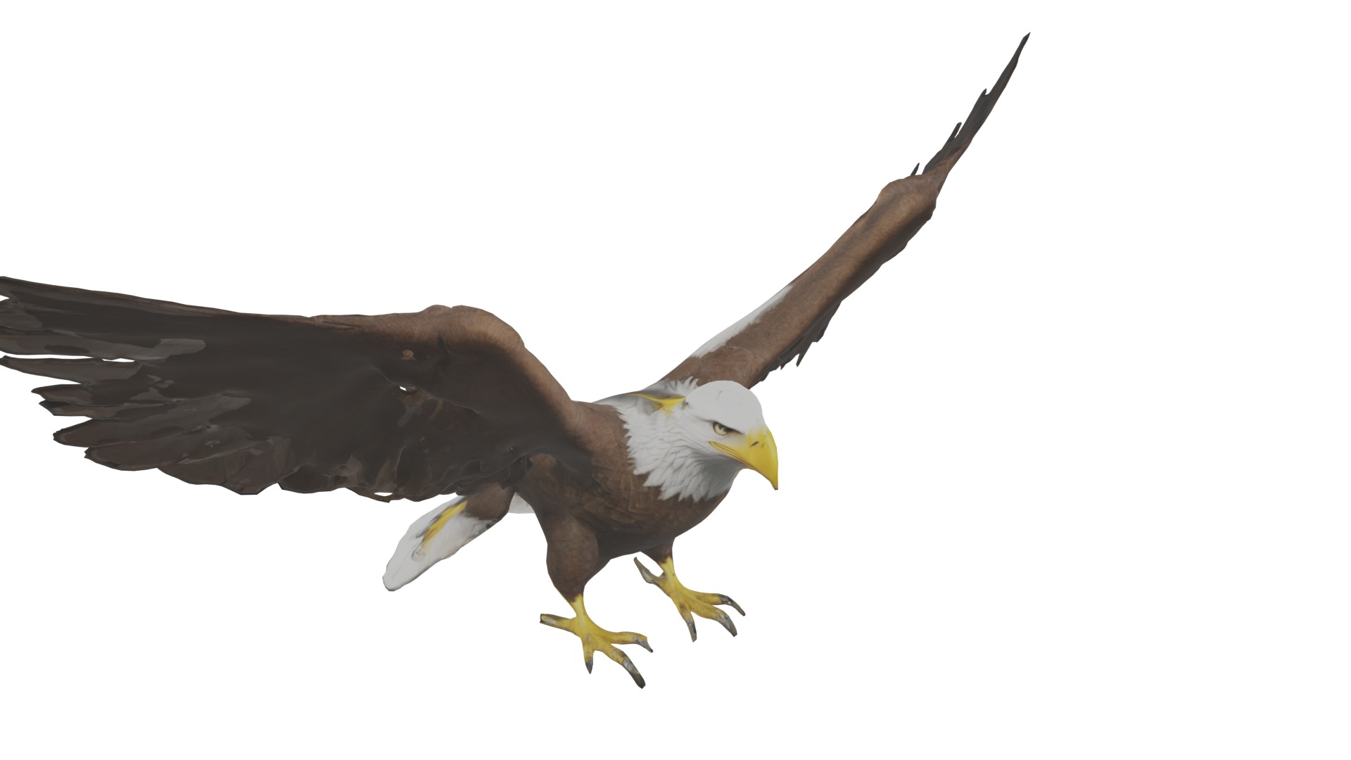 Bald Eagle 3D Model obj fbx blend mtl 3D model_8