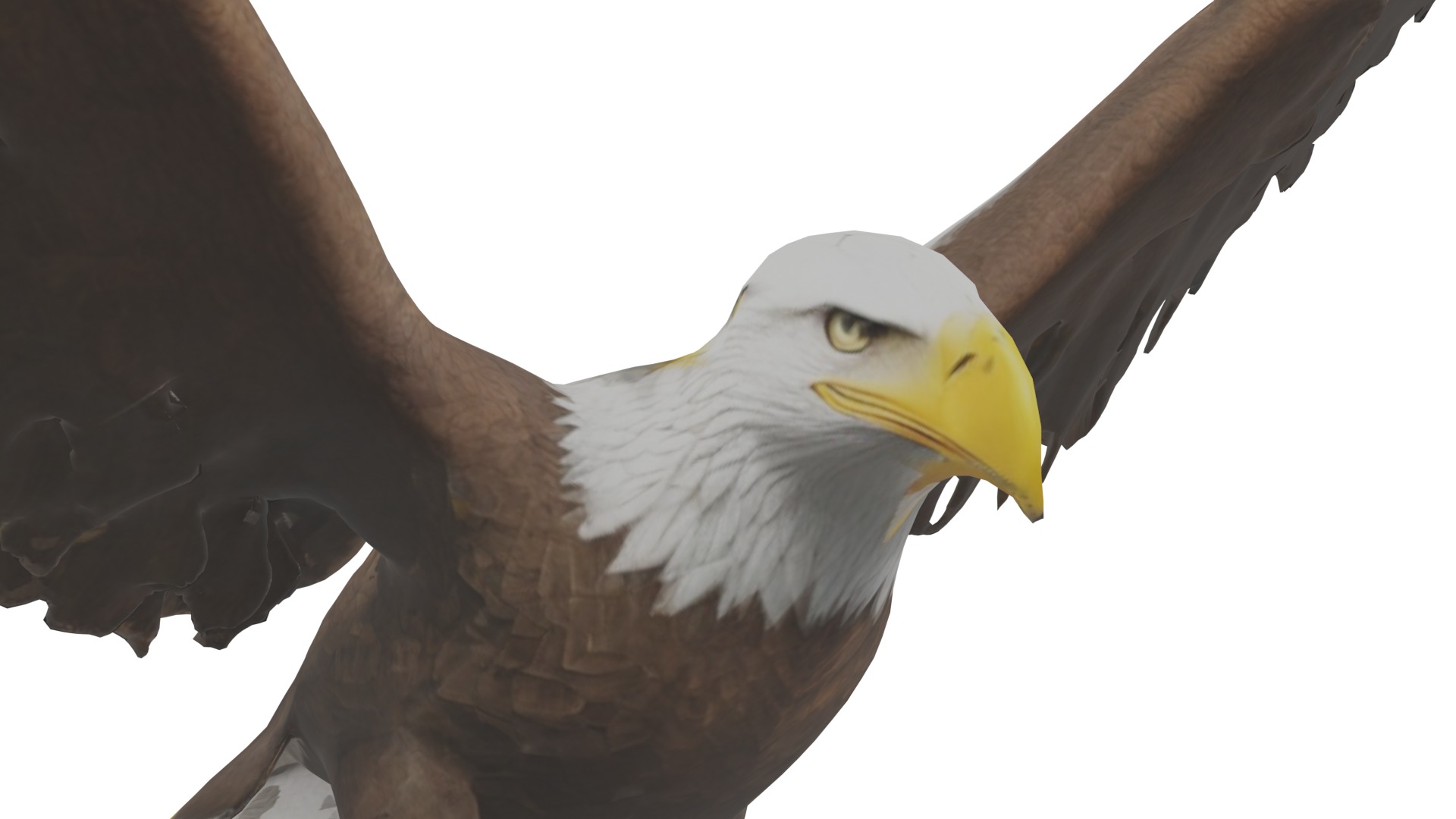 Bald Eagle 3D Model obj fbx blend mtl 3D model_7