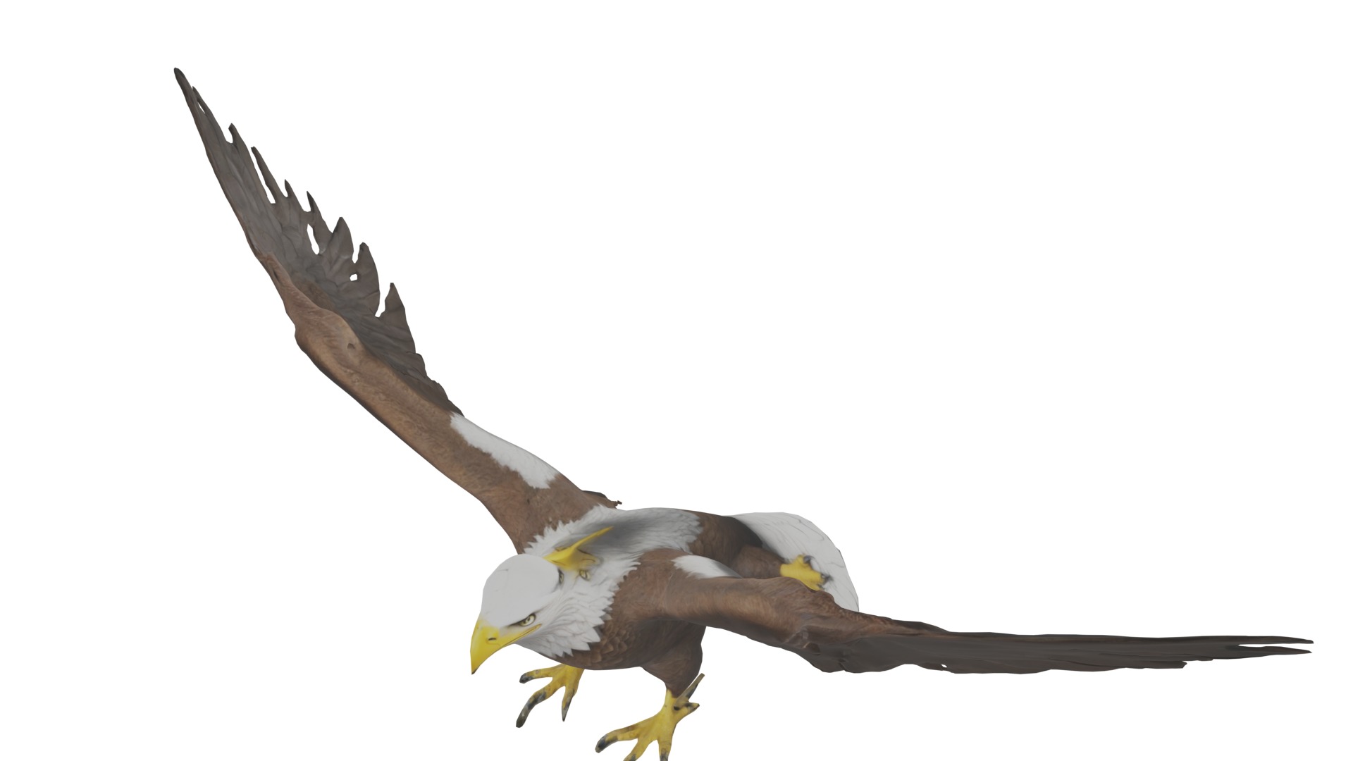 Bald Eagle 3D Model obj fbx blend mtl 3D model_9