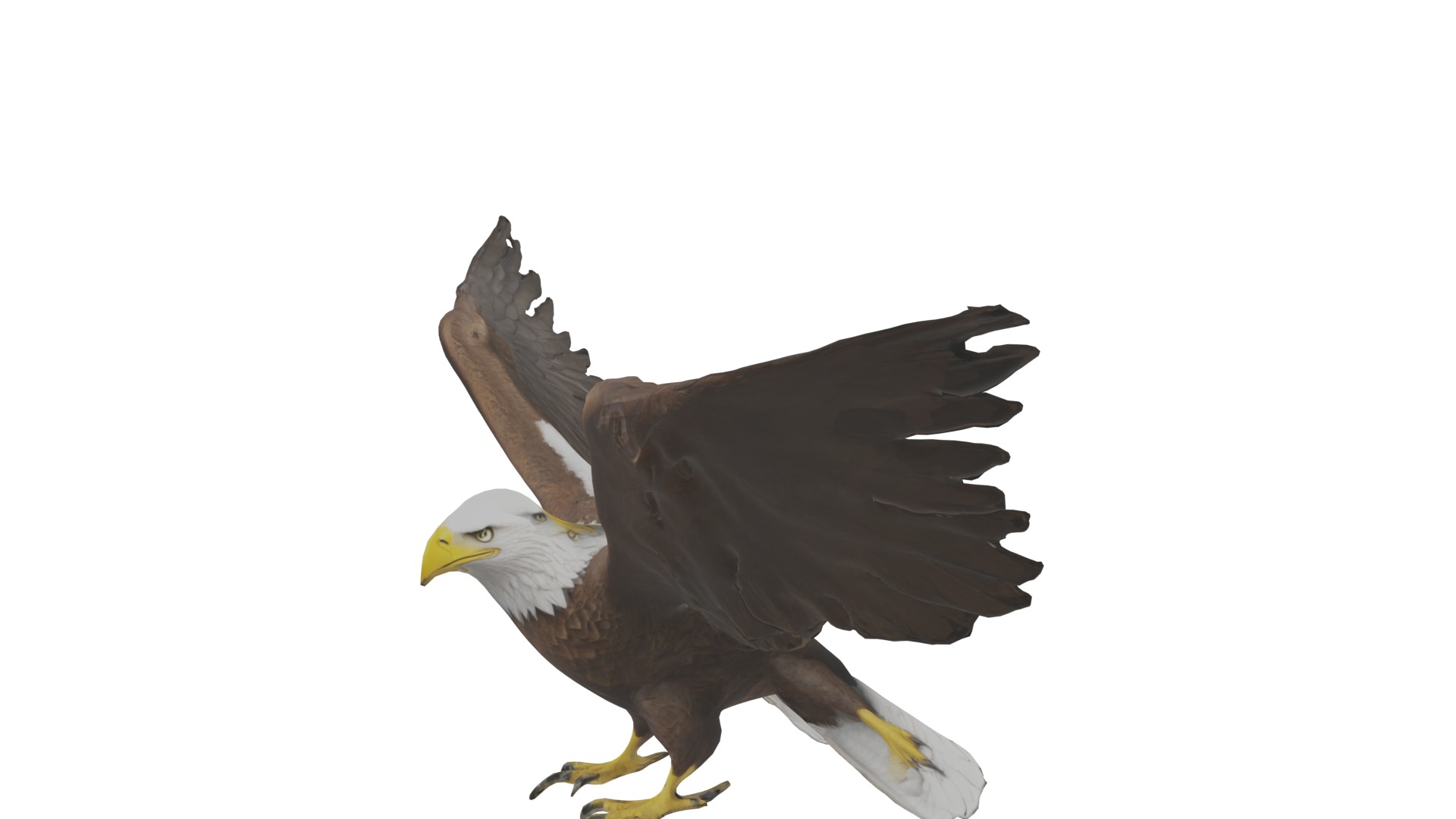 Bald Eagle 3D Model obj fbx blend mtl 3D model_11