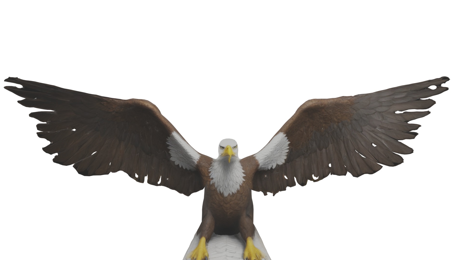 Bald Eagle 3D Model obj fbx blend mtl 3D model_10