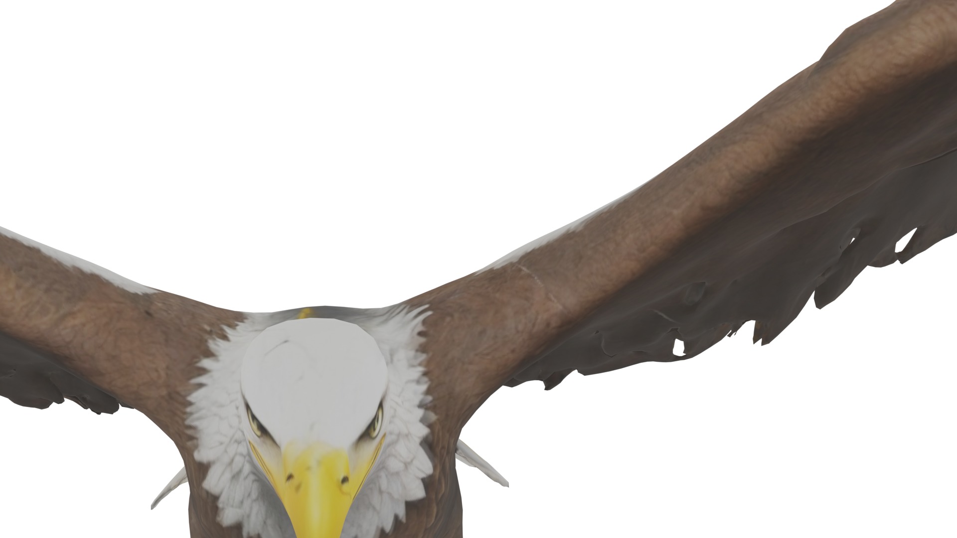 Bald Eagle 3D Model obj fbx blend mtl 3D model_16
