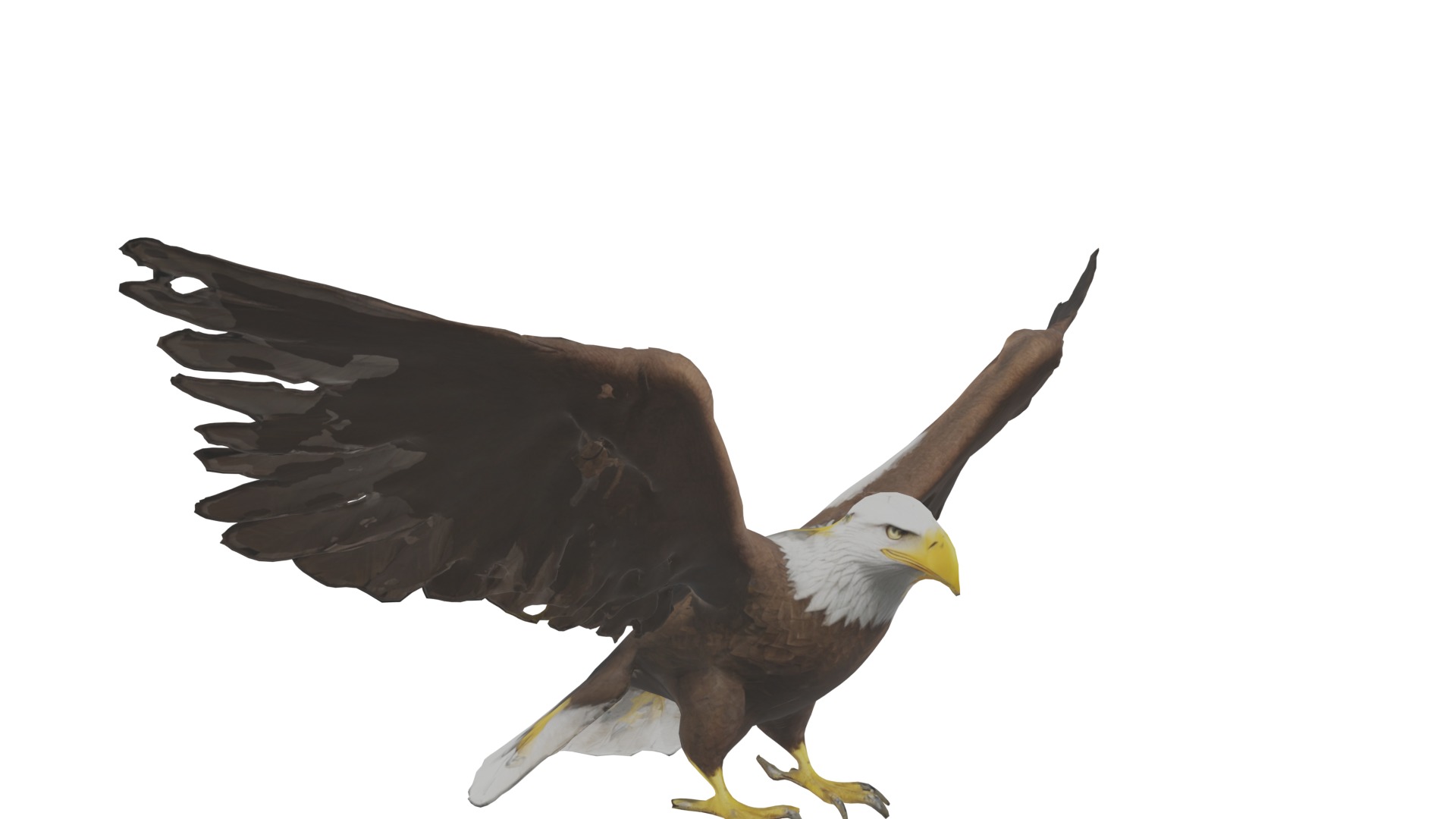 Bald Eagle 3D Model obj fbx blend mtl 3D model_12