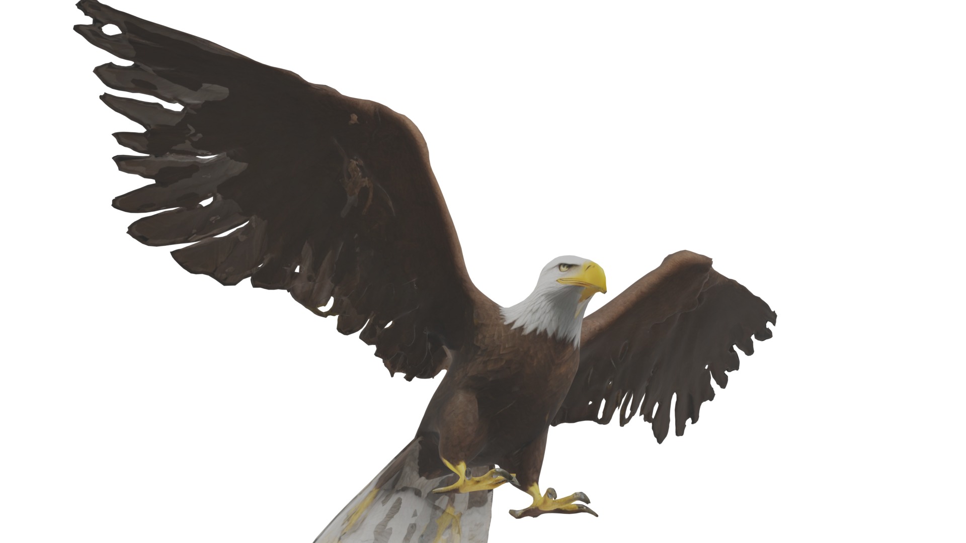 Bald Eagle 3D Model obj fbx blend mtl 3D model_14